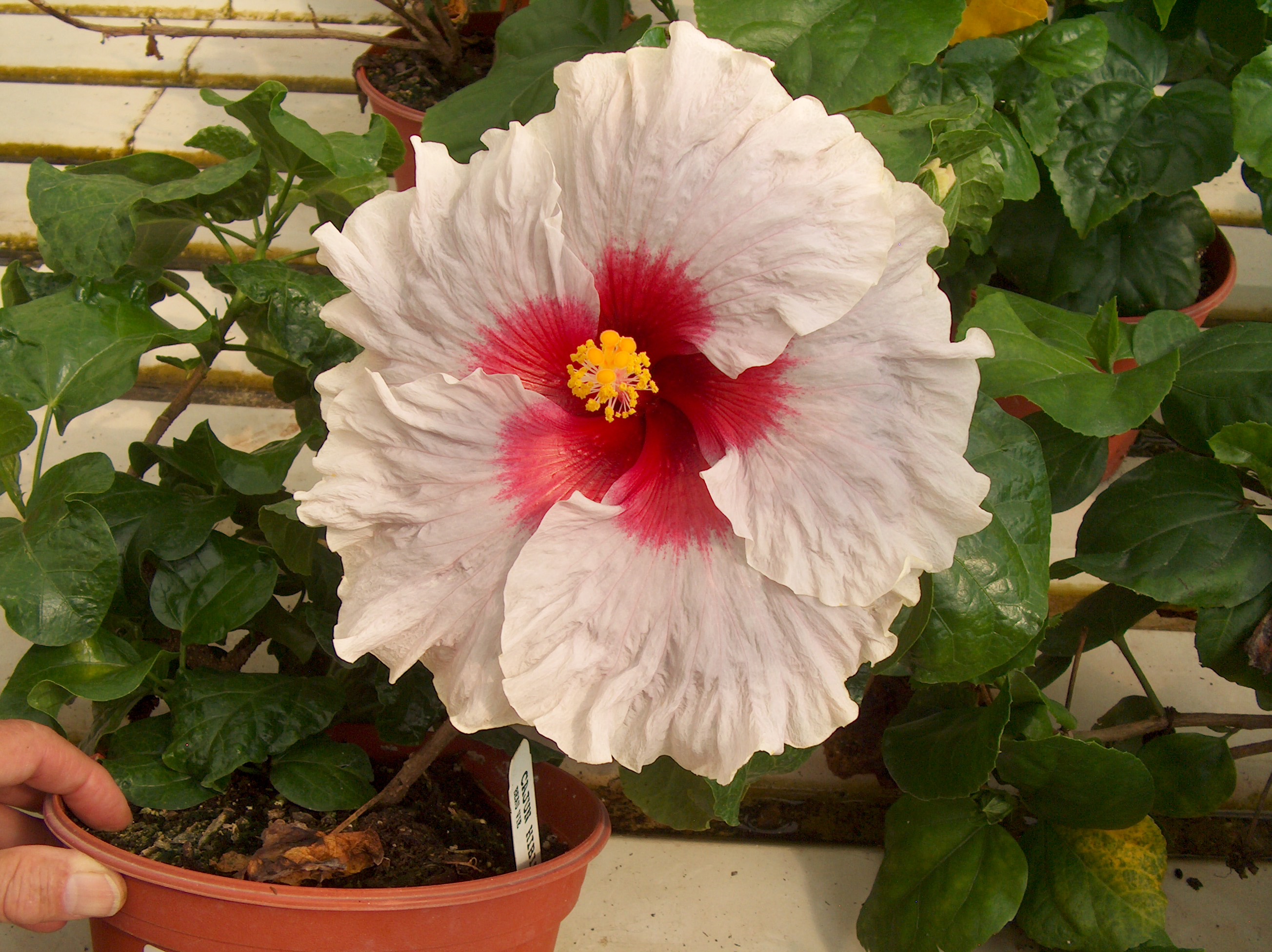 Hibiscus rosa-sinensis 'Beau Vie'  / Beau Vie Chinese Hibiscus