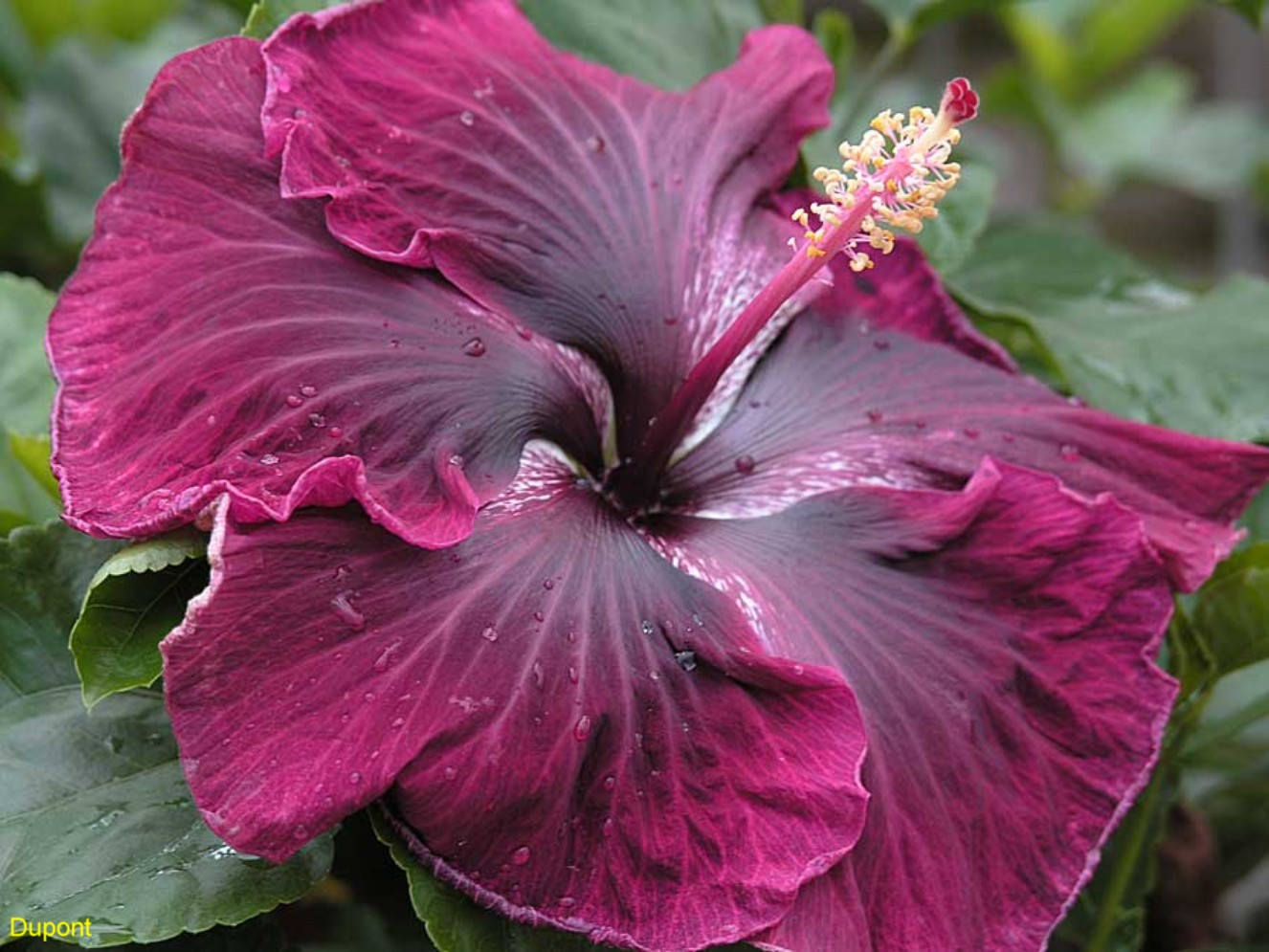 Hibiscus rosa-sinensis 'Black Dragon'  / Hibiscus rosa-sinensis 'Black Dragon' 