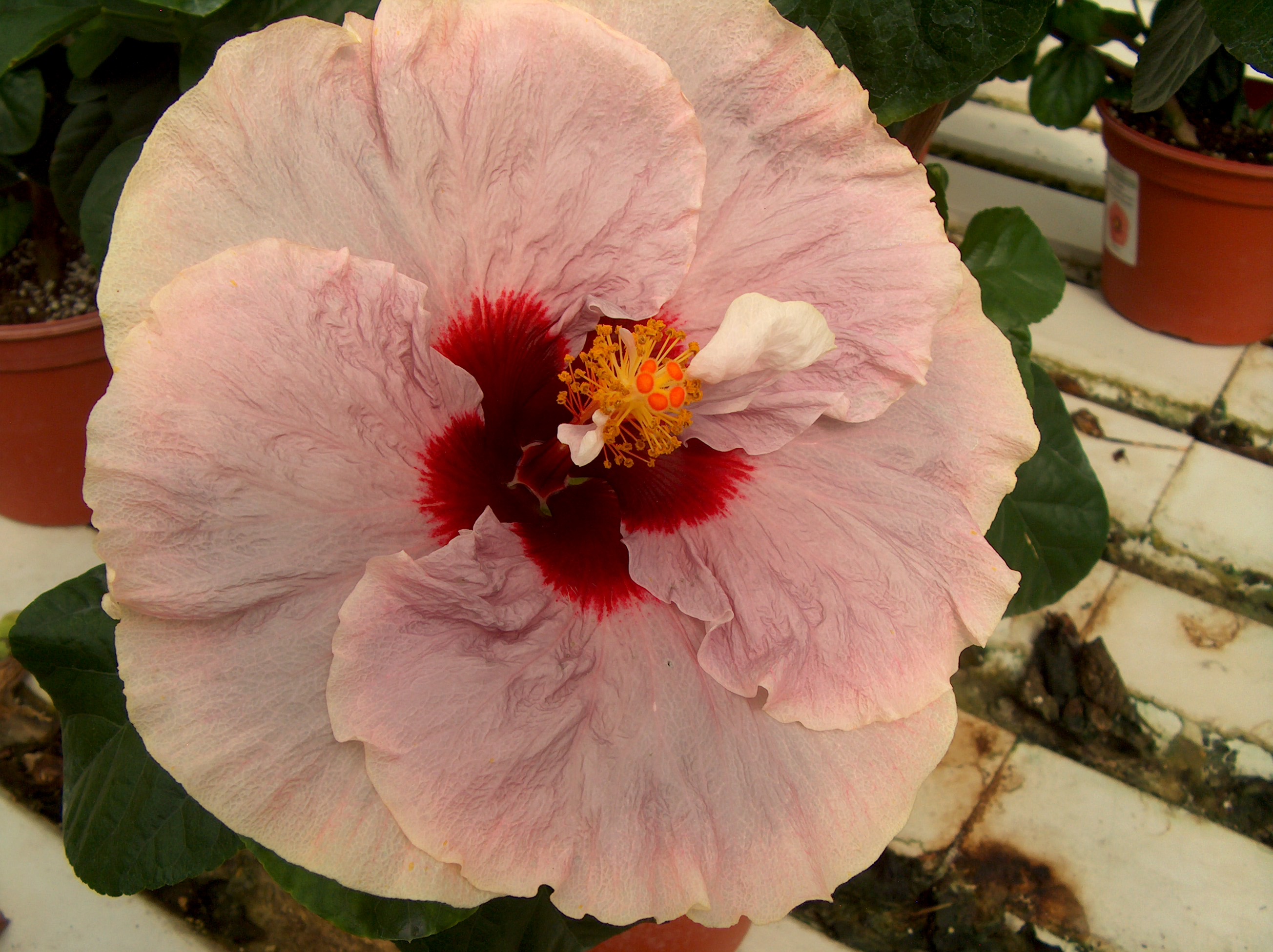 Hibiscus rosa-sinensis 'Bonjour'   / Hibiscus rosa-sinensis 'Bonjour'  