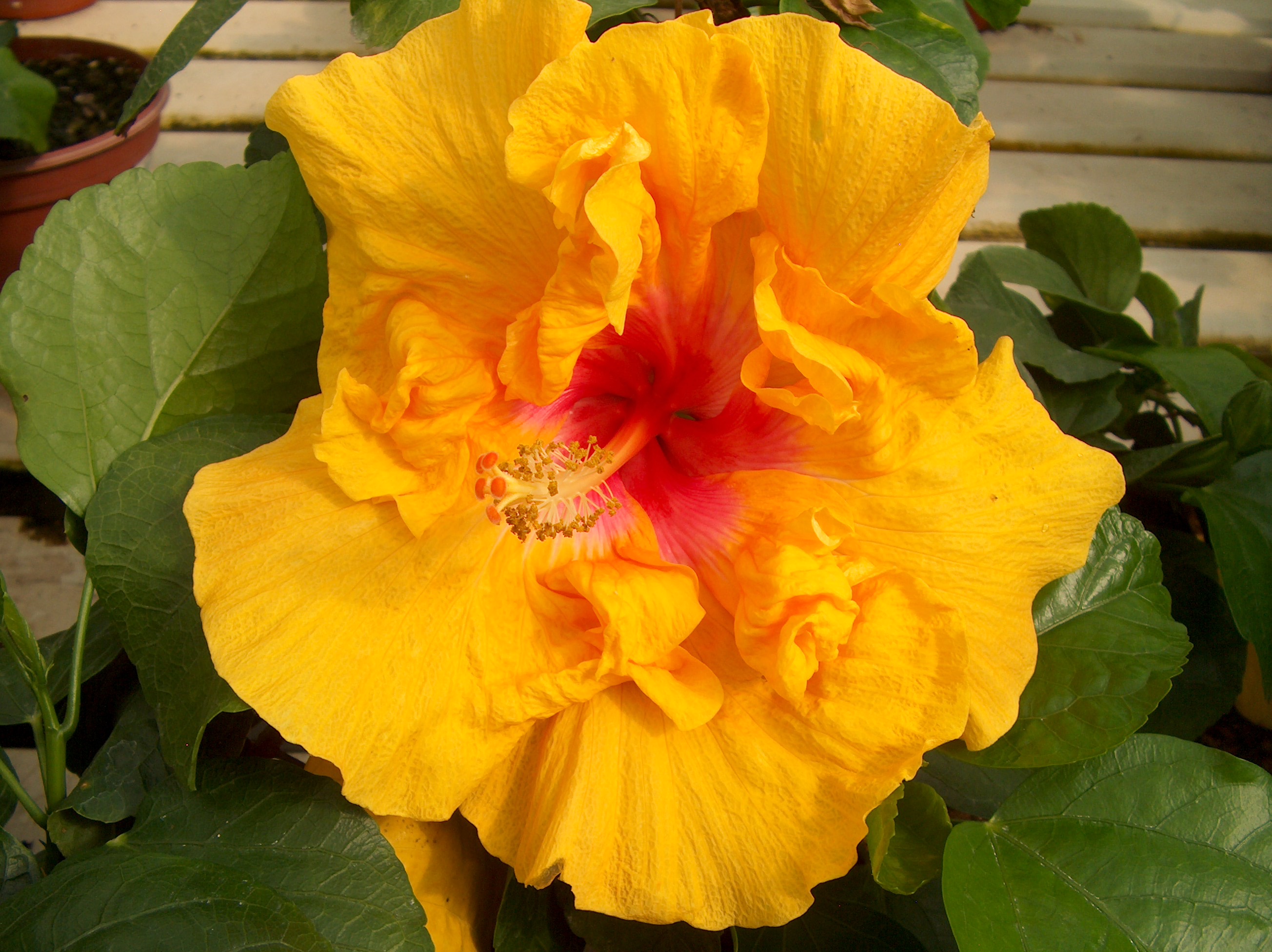 Hibiscus rosa-sinensis 'Bonnie Novelles'  / Hibiscus rosa-sinensis 'Bonnie Novelles' 