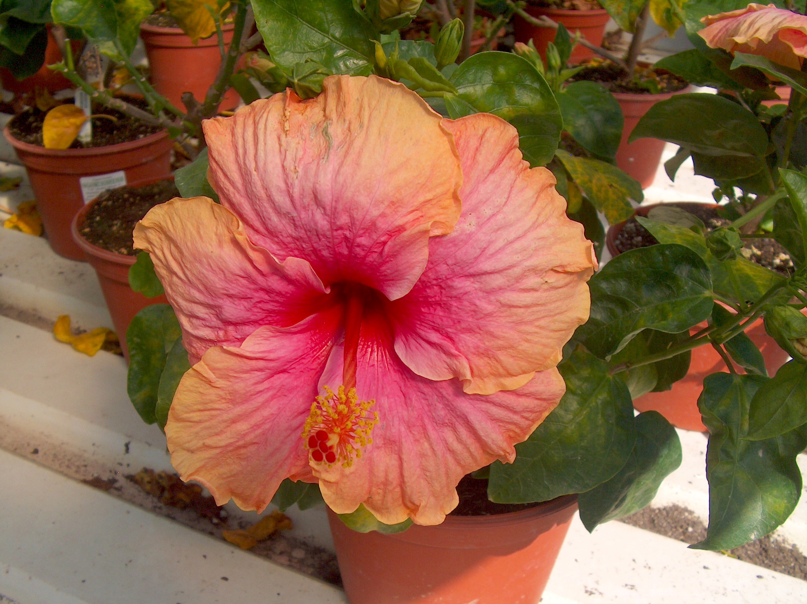 Hibiscus rosa-sinensis 'Cherry Nectar'   / Hibiscus rosa-sinensis 'Cherry Nectar'  