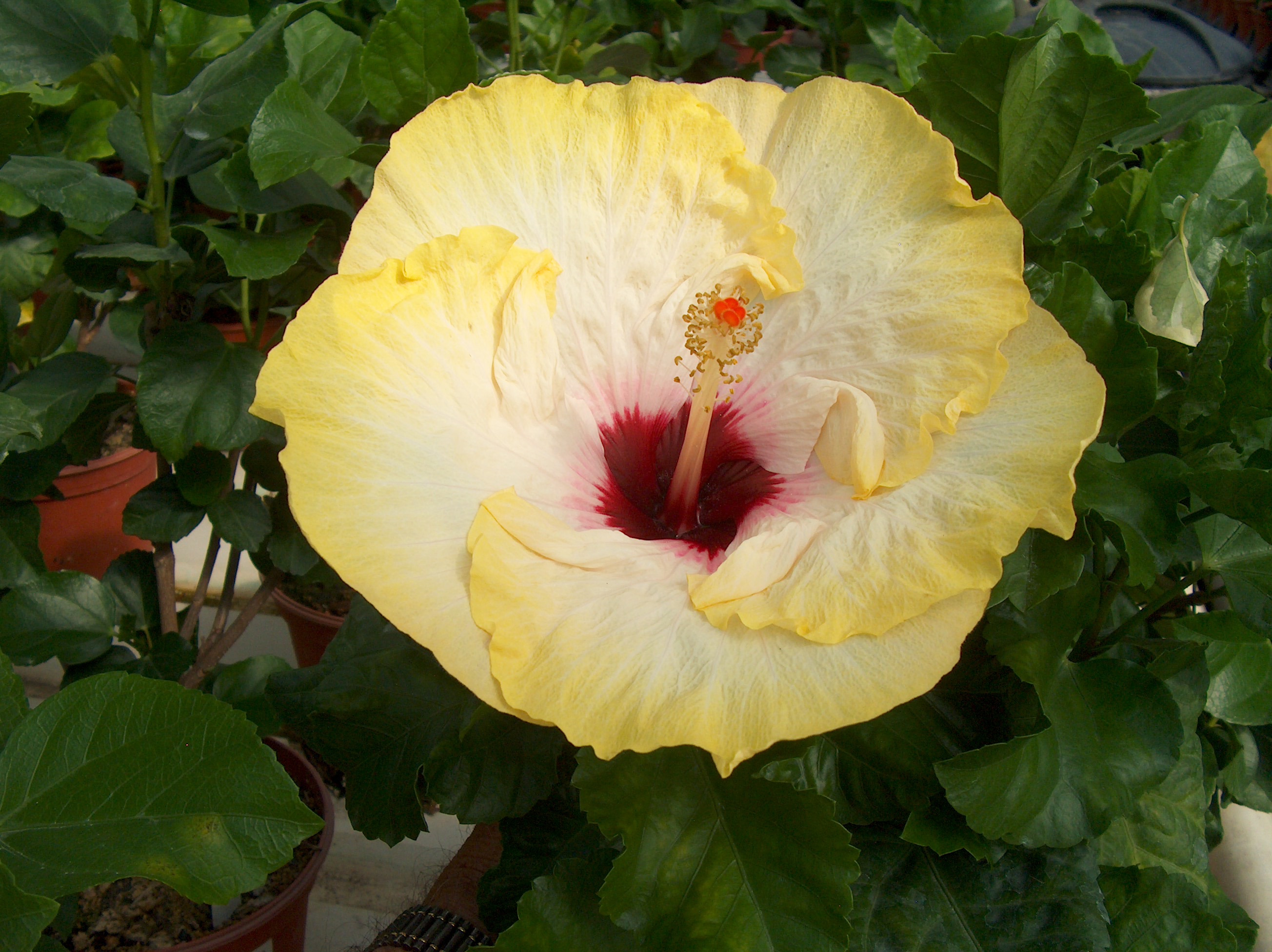 Hibiscus rosa-sinensis 'French Connection'   / French Connection Chinese Hibiscus