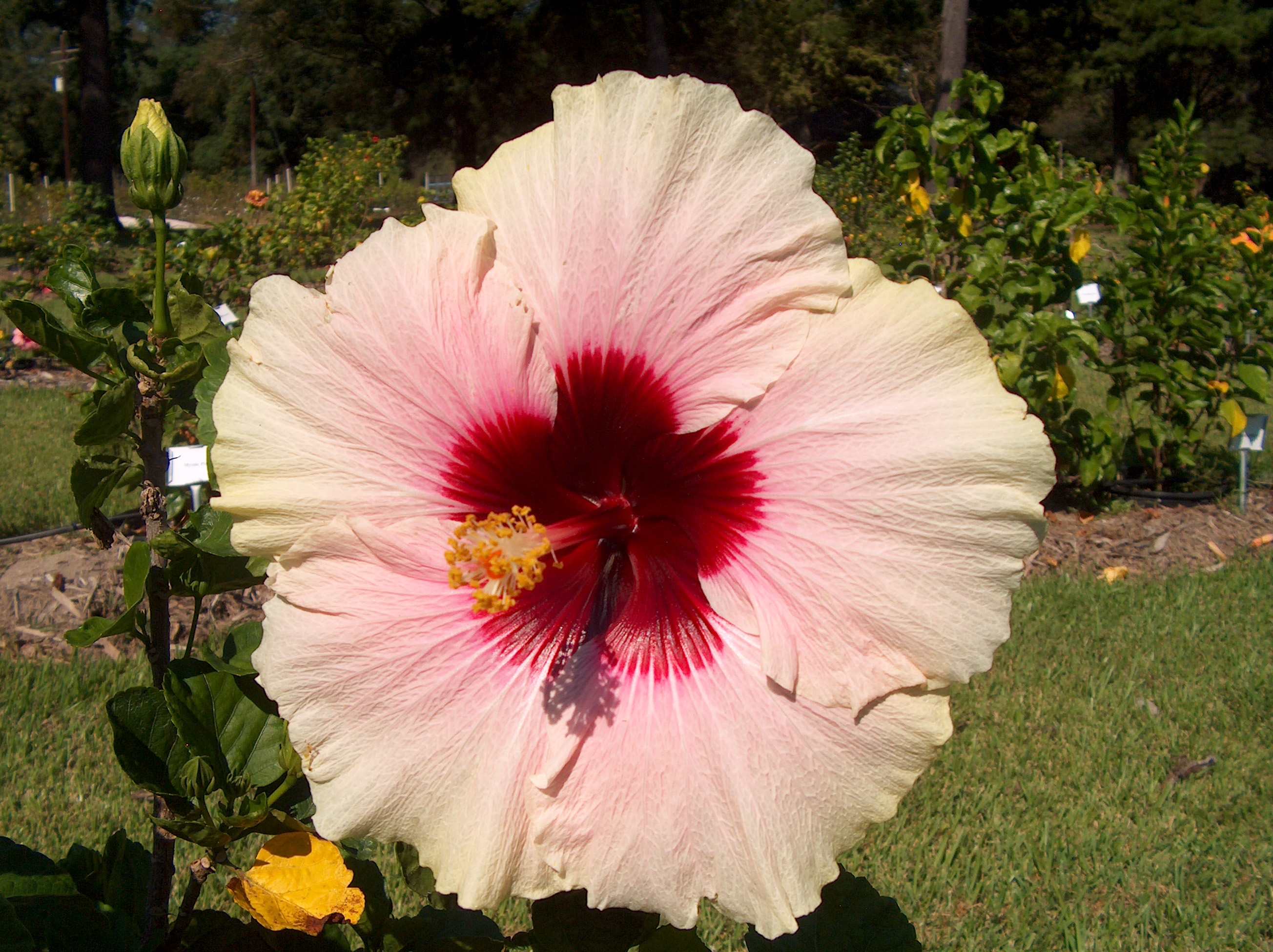 Hibiscus rosa-sinensis 'High Voltage'  / High Voltage Chinese Hibiscus