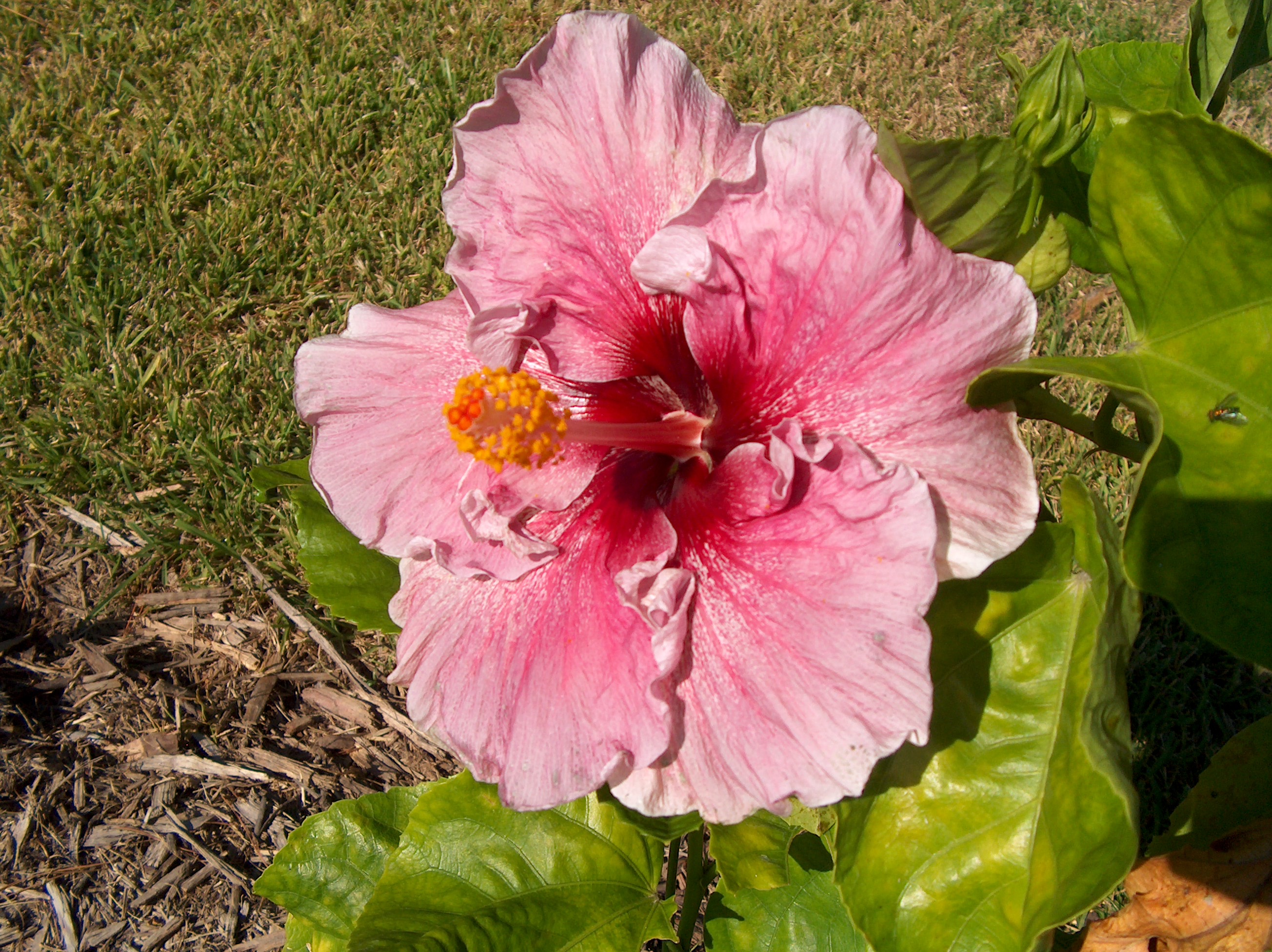 Hibiscus rosa-sinensis 'Impressive'   / Impressive Chinese Hibiscus