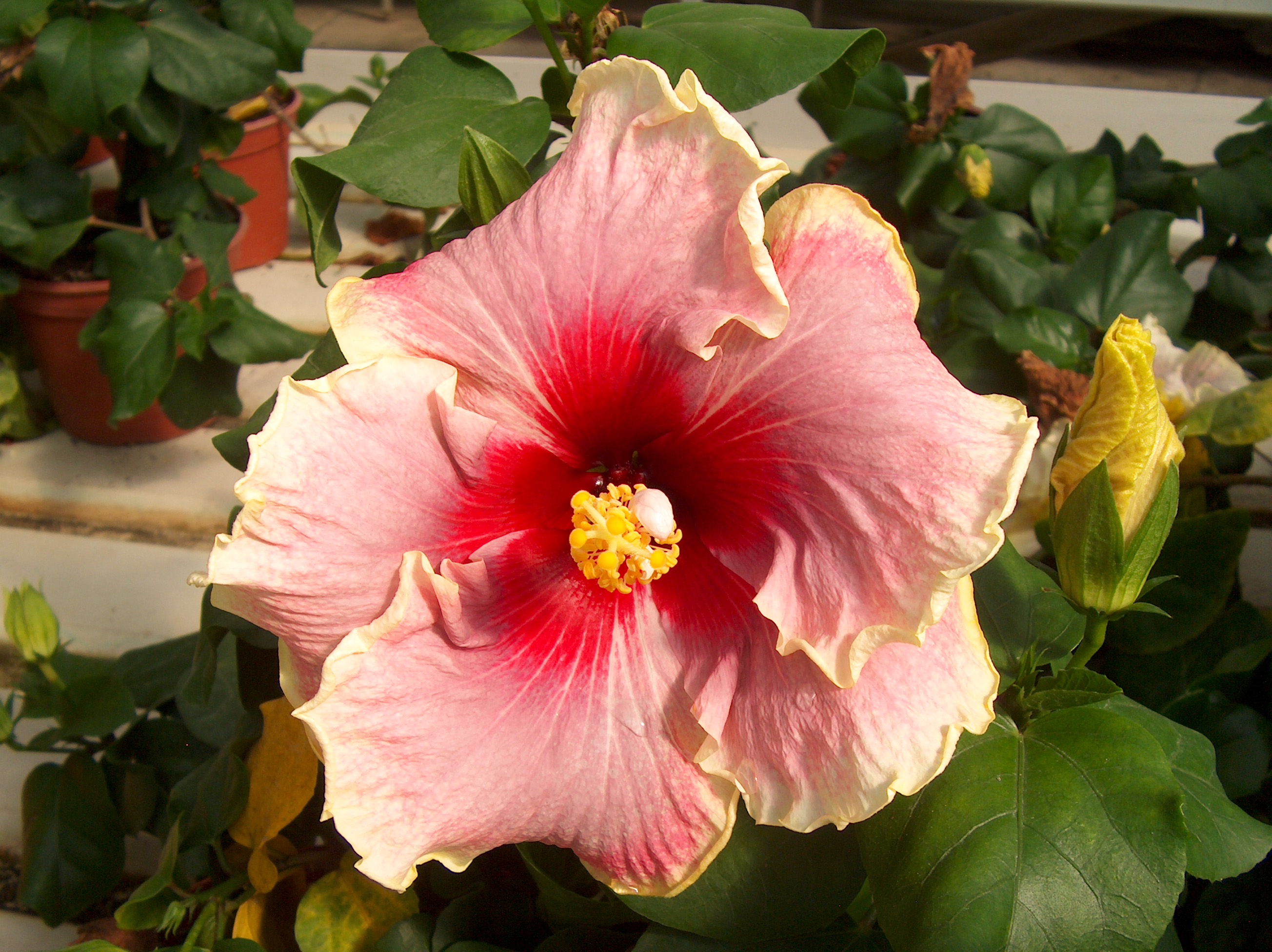 Hibiscus rosa-sinensis 'Madam DuPont'   / Madam DuPont Chinese Hibiscus