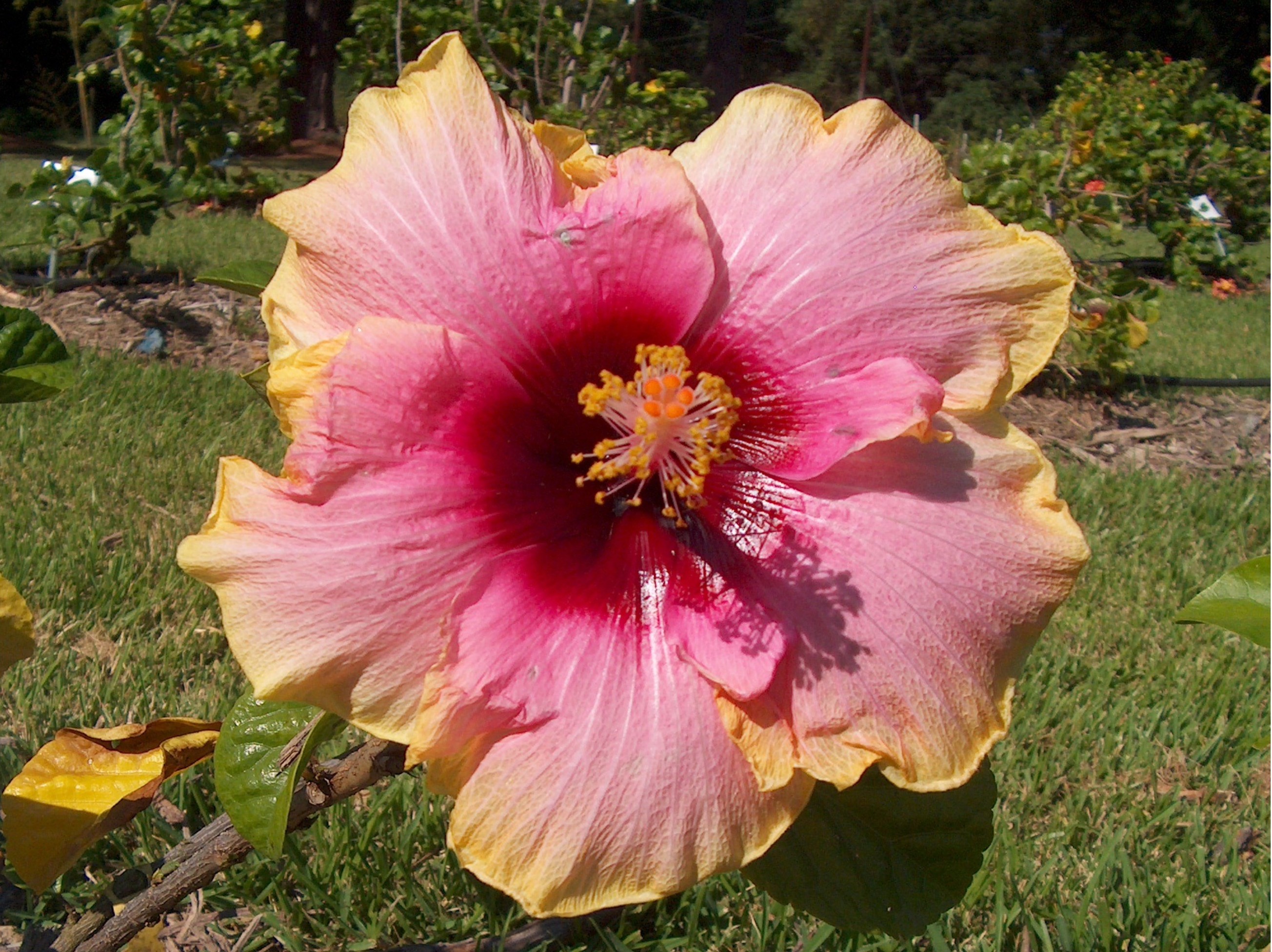 Hibiscus rosa-sinensis 'Marge Hine'  / Marge Hine Chinese Hibiscus