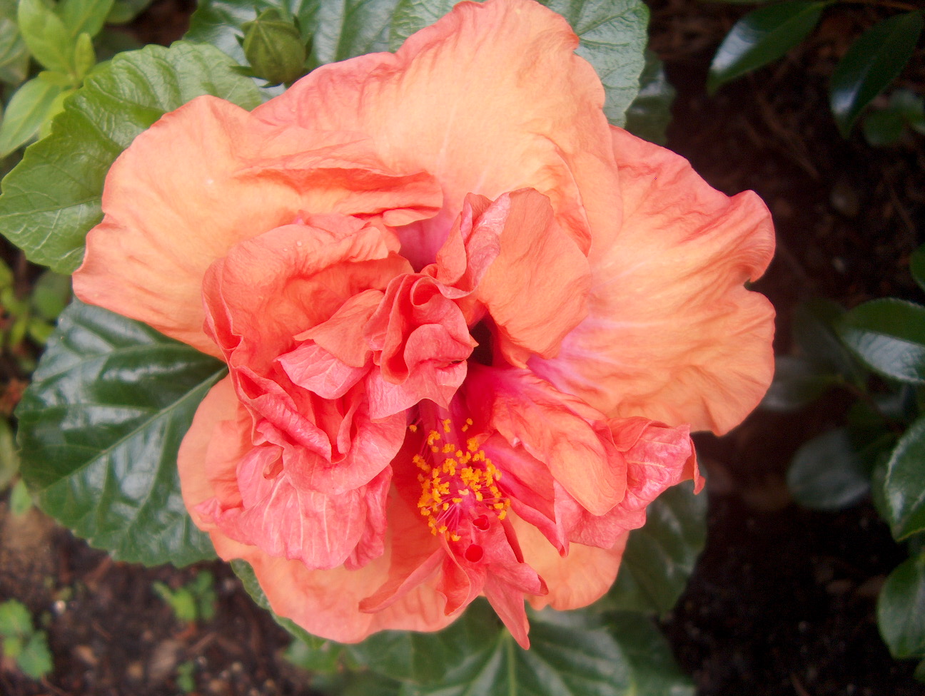 Hibiscus rosa-sinensis 'Persimmon'   / Persimmon Chinese Hibiscus