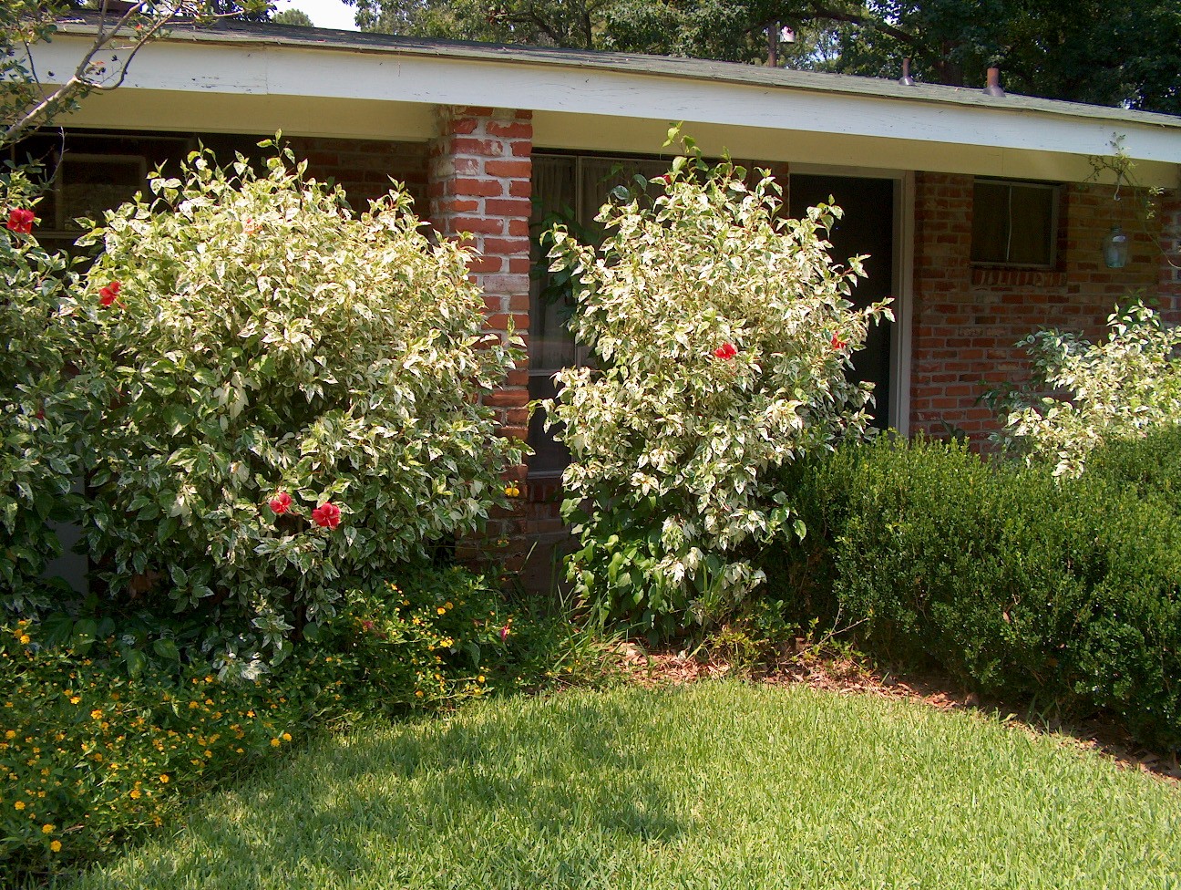 Hibiscus rosa-sinensis 'Snow Queen' / Snow Queen Chinese Hibiscus