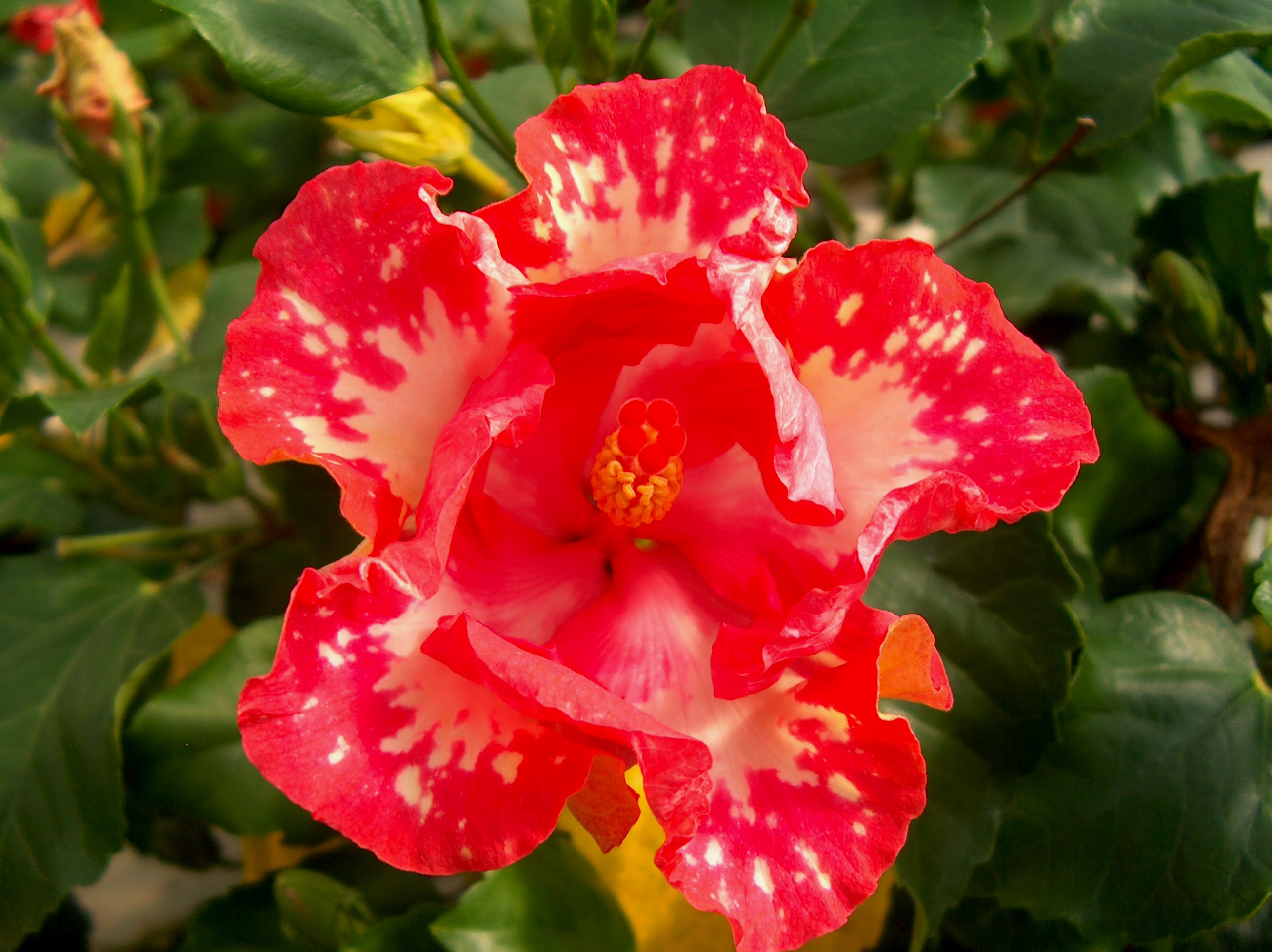 Hibiscus rosa-sinensis 'Tres Bon'   / Hibiscus rosa-sinensis 'Tres Bon'  