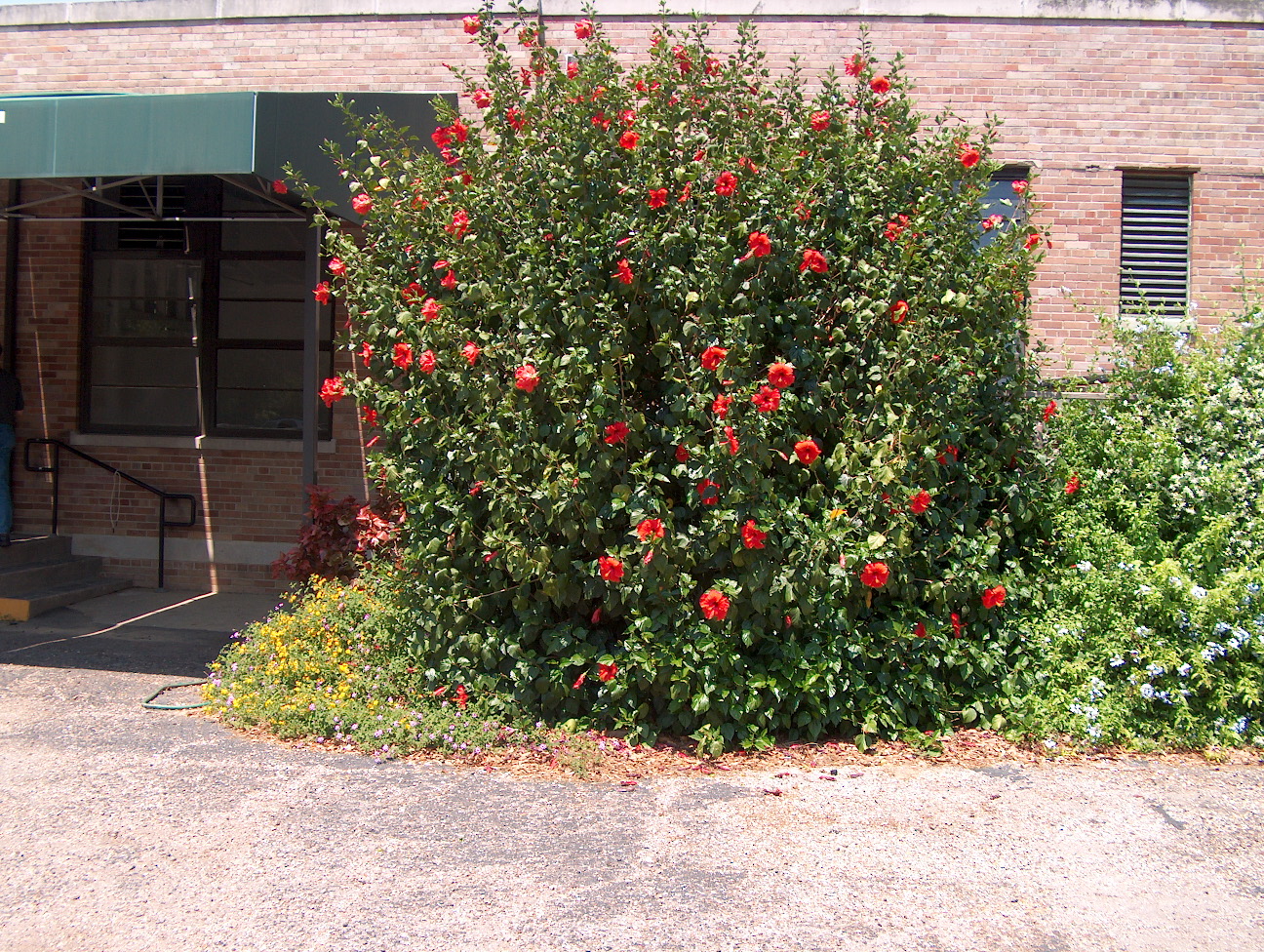 Hibiscus rosa-sinensis  / Hibiscus rosa-sinensis 