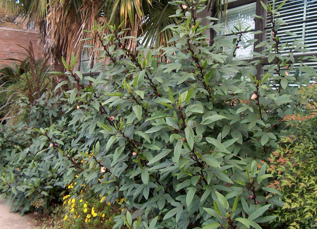 Hibiscus sabdariffa / Hibiscus sabdariffa