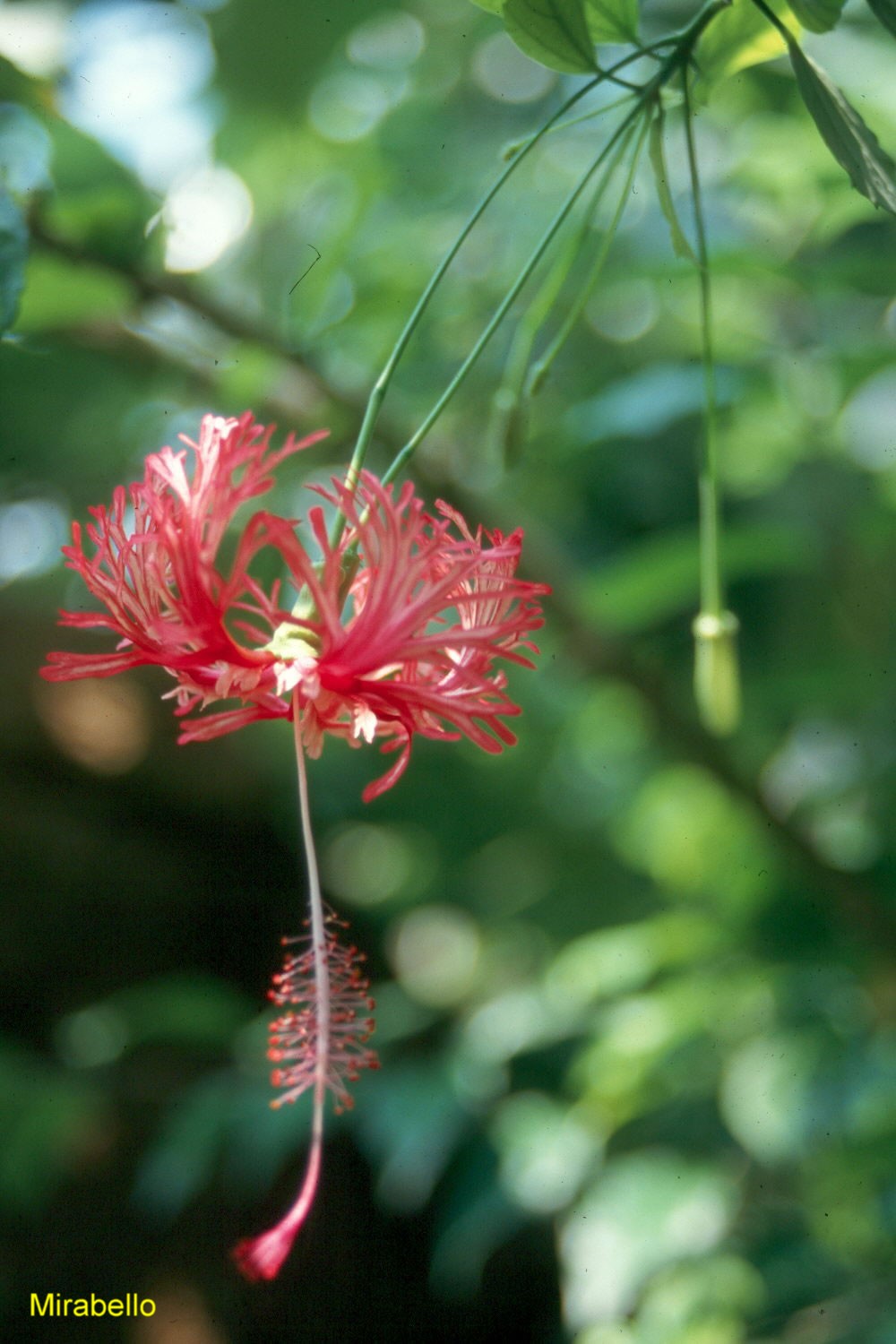 Hibiscus schizopetalus / Fringed Hibiscus