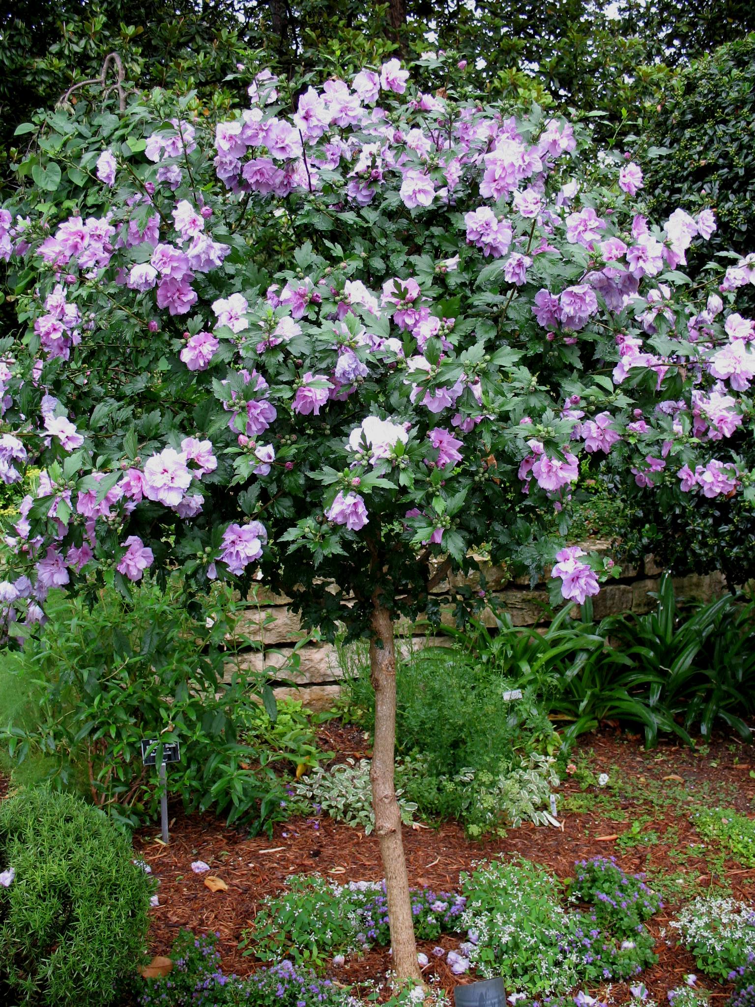 Hibiscus syriacus 'Ardens Purple' / Ardens Purple Althaea