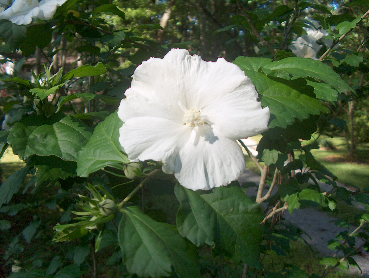 Hibiscus syriacus 'Diana'  / Diana Althaea