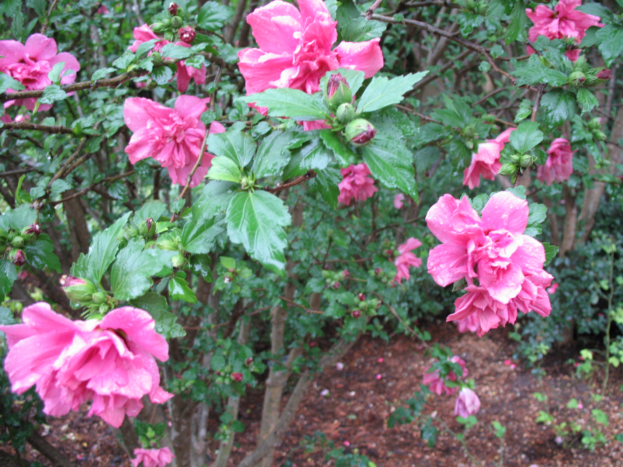 Hibiscus syriacus 'Double Rose'  / Hibiscus syriacus 'Double Rose' 