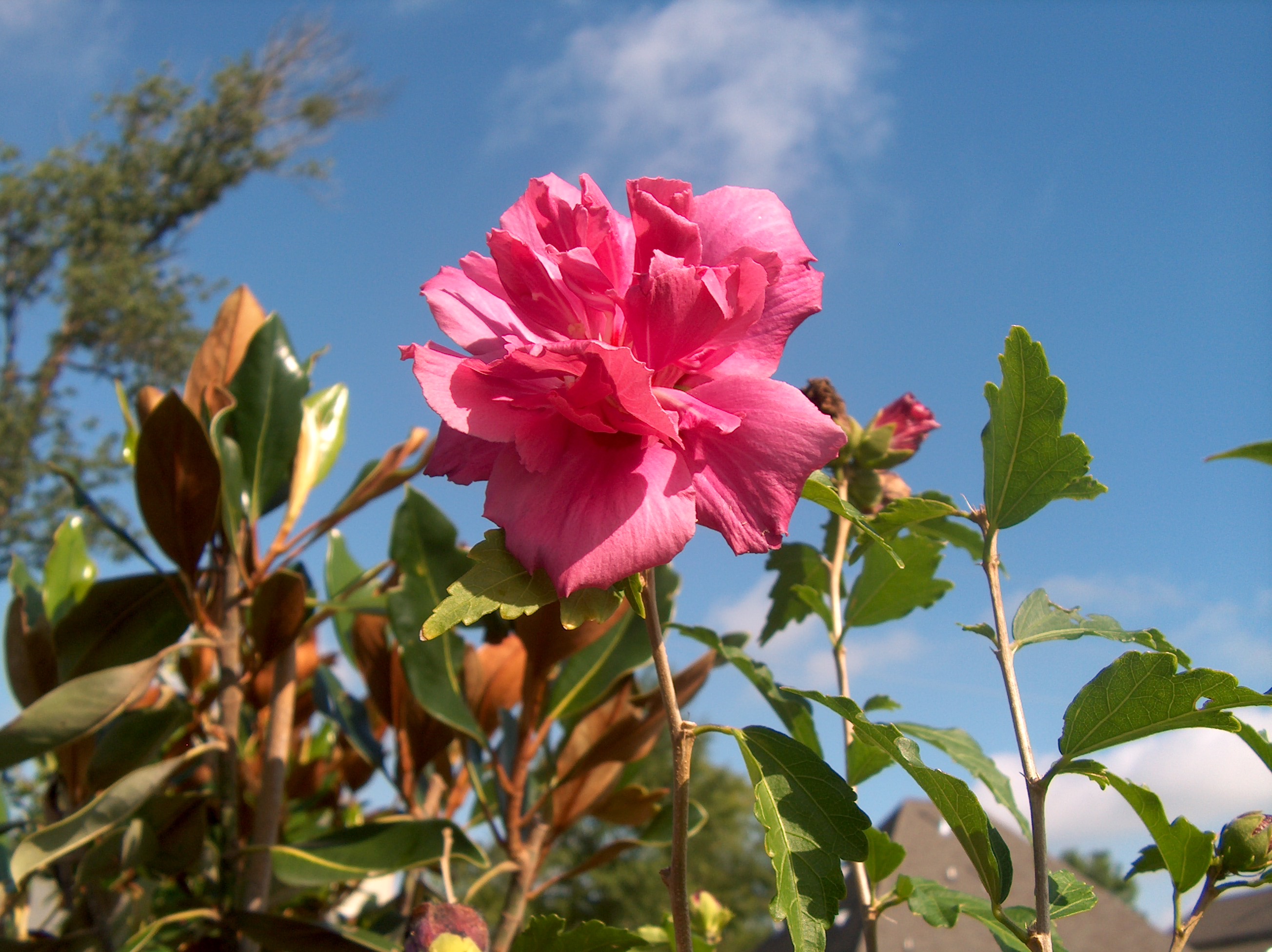 Hibiscus syriacus 'Lucy'  / Hibiscus syriacus 'Lucy' 