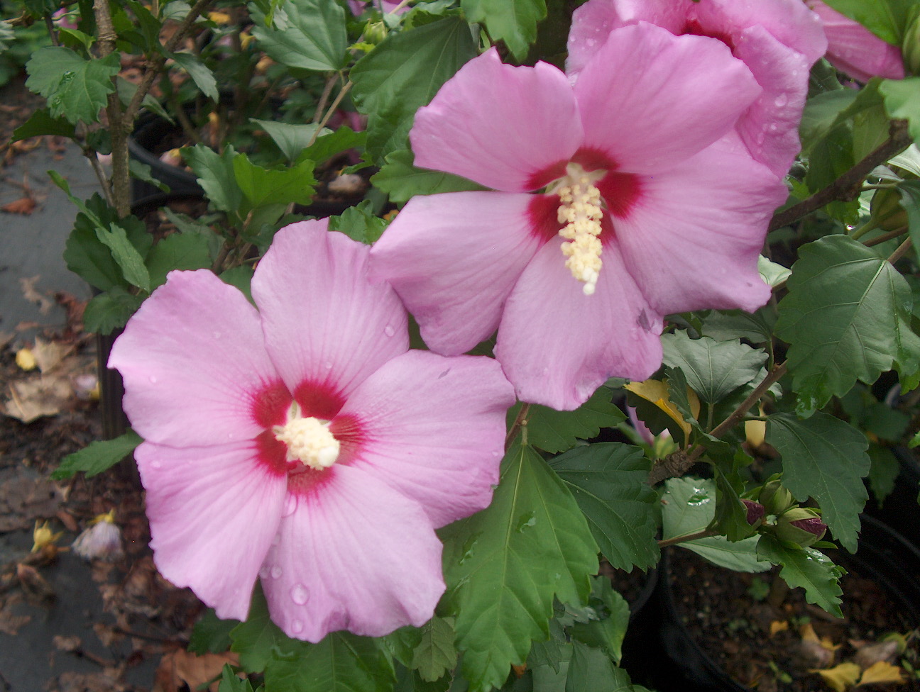 Hibiscus syriacus  / Hibiscus syriacus 