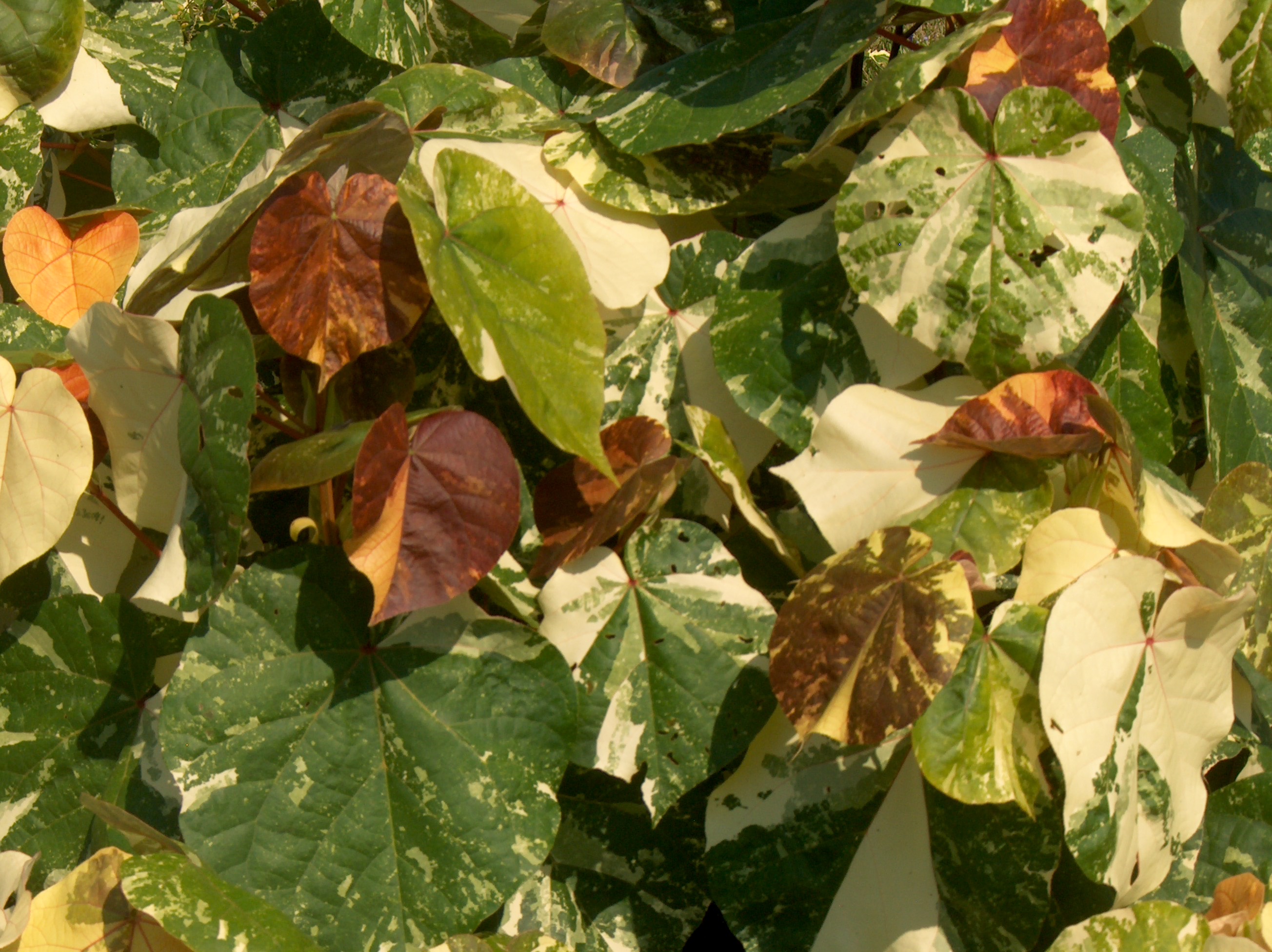 Hibiscus tiliaceus 'Variegata' / Sea Hibiscus