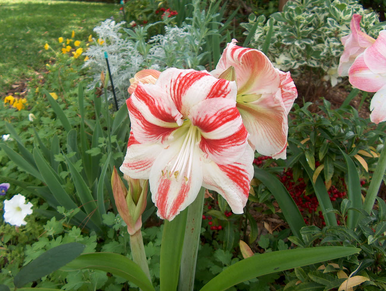 Hippeastrum 'Clown'   / Clown Amaryllis