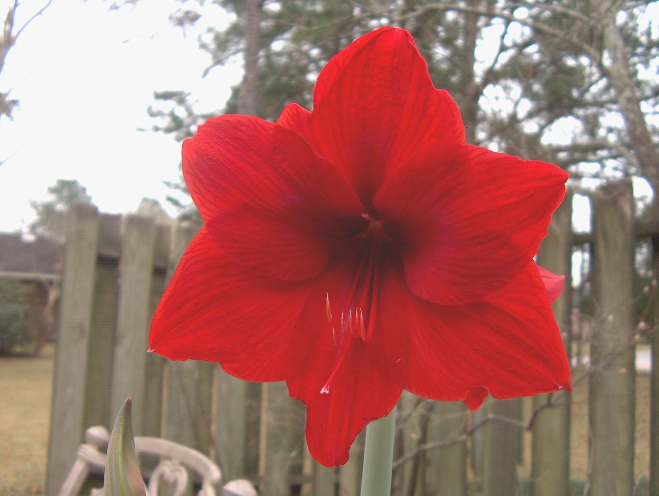 Hippeastrum 'Red Lion'   / Red Lion Amaryllis