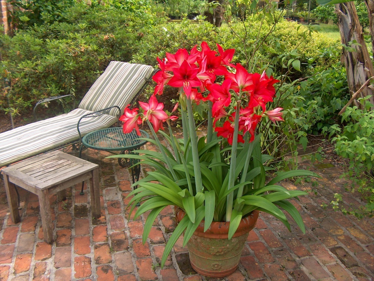 Hippeastrum hybrid  / Hippeastrum hybrid 