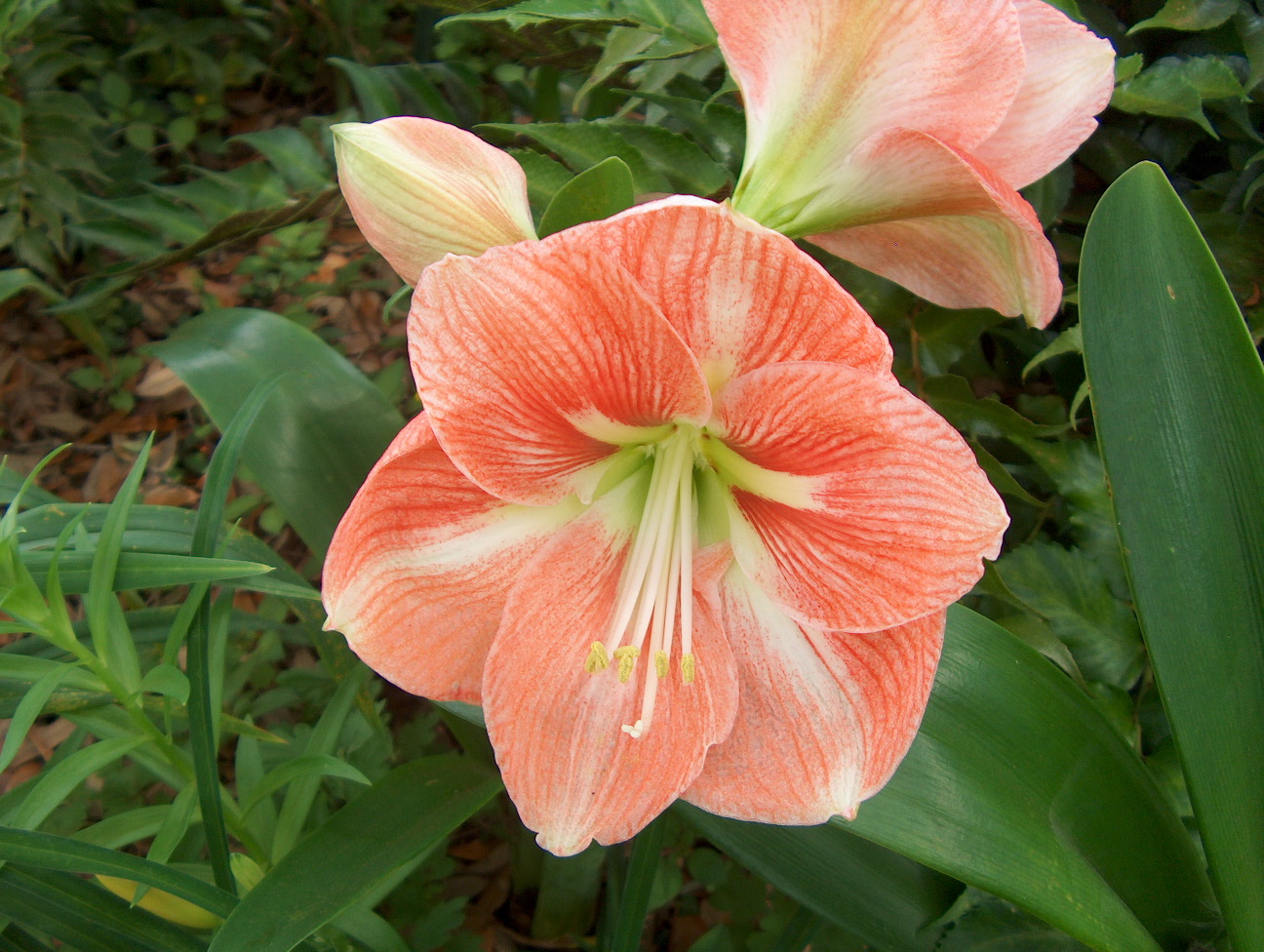 Hippeastrum species  / Amaryllis