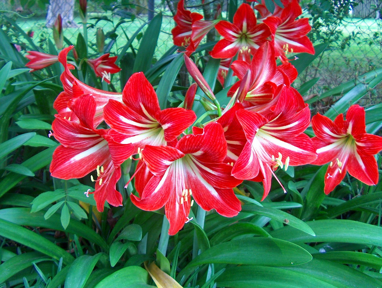 Hippeastrum x johnsonii / St. Joseph Lily