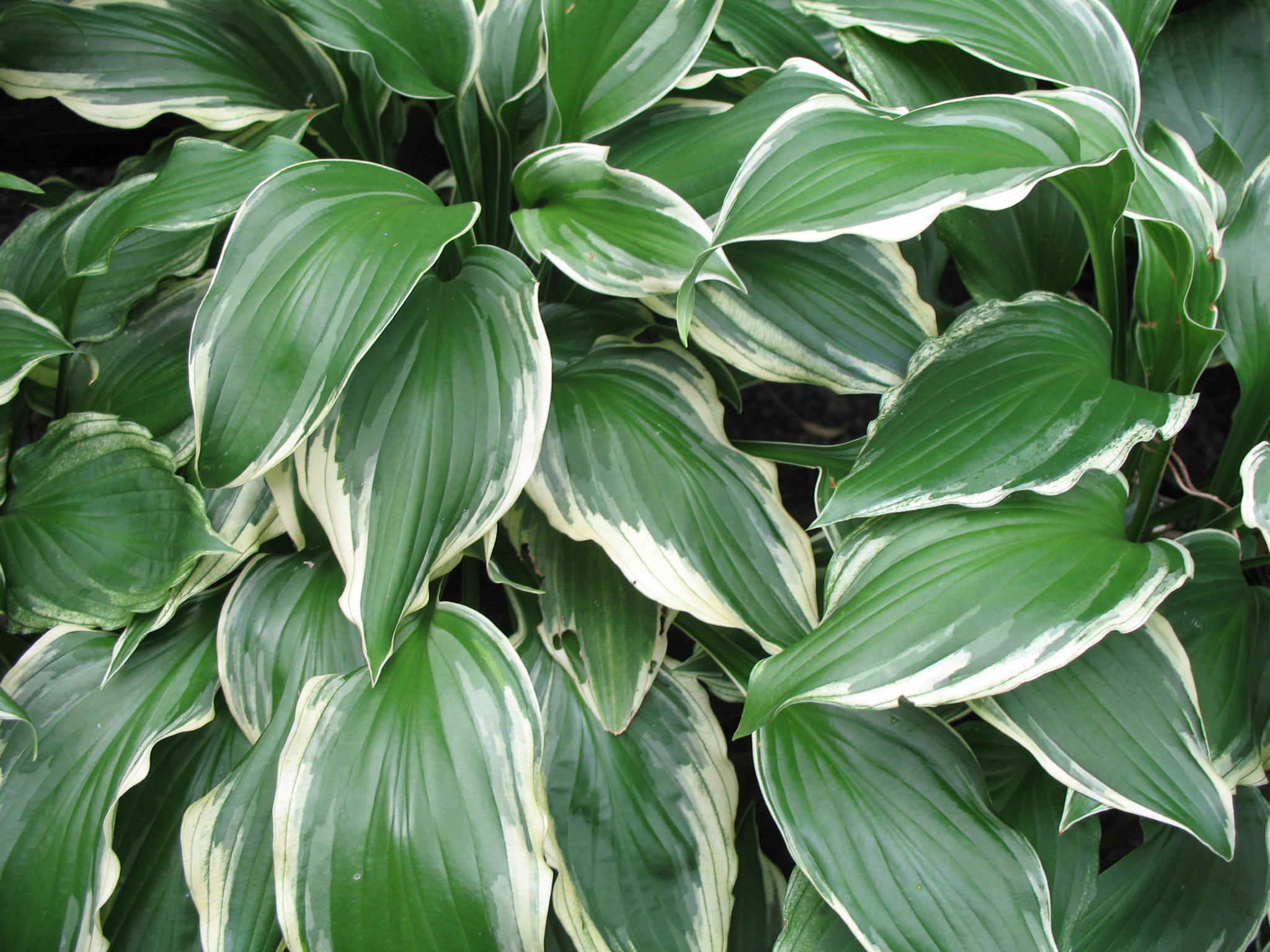 Hosta 'Albo-Marginata'  / Silver Crown Hosta