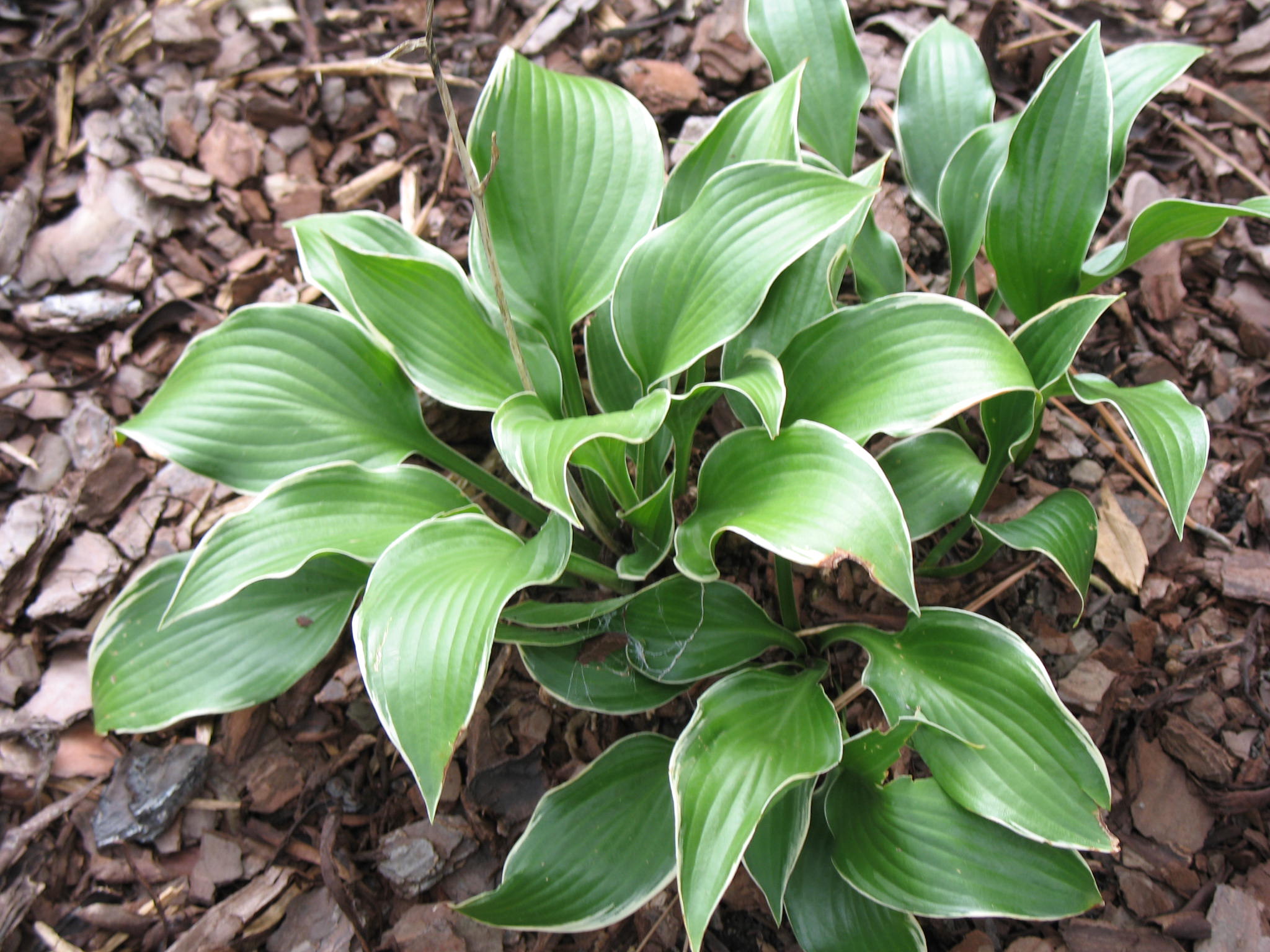 Hosta 'Allen P. McConnell'   / Allen P. McConnell Hosta