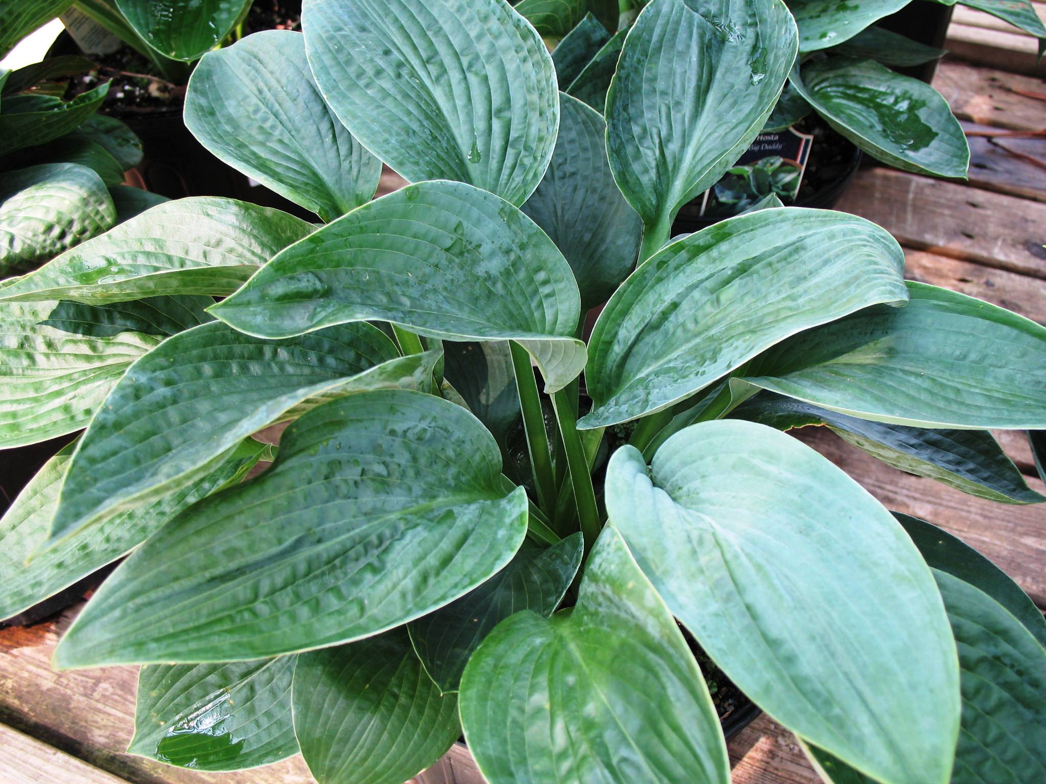 Hosta 'Big Daddy'   / Hosta 'Big Daddy'  