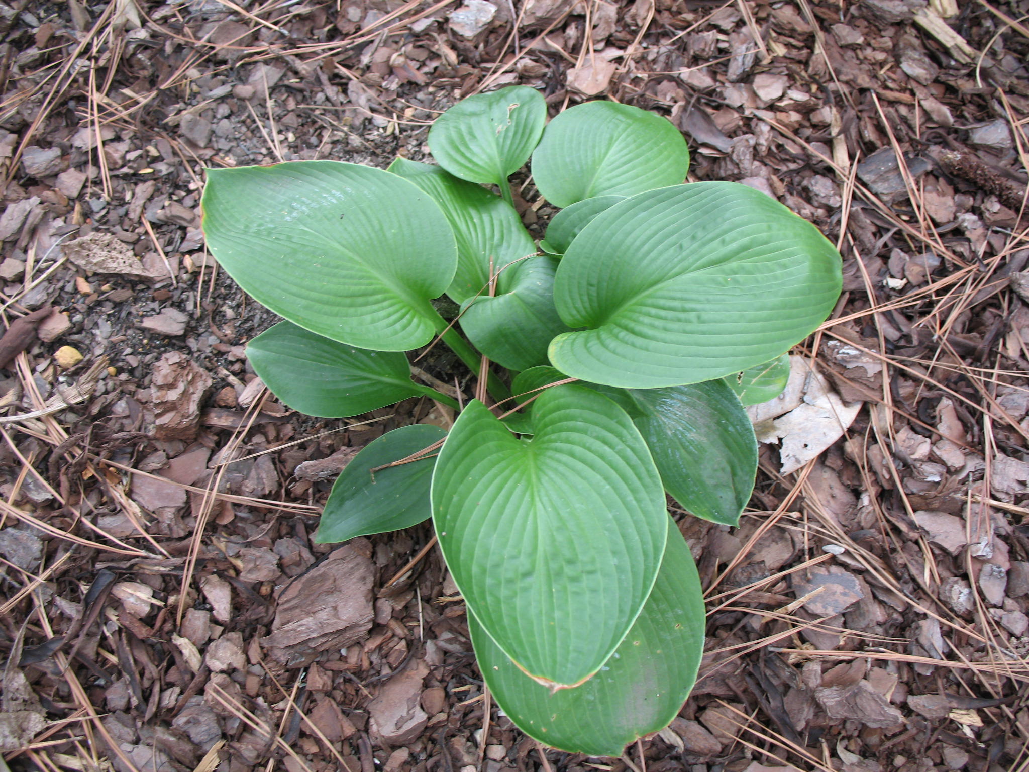 Hosta 'Big Mama'  / Hosta 'Big Mama' 