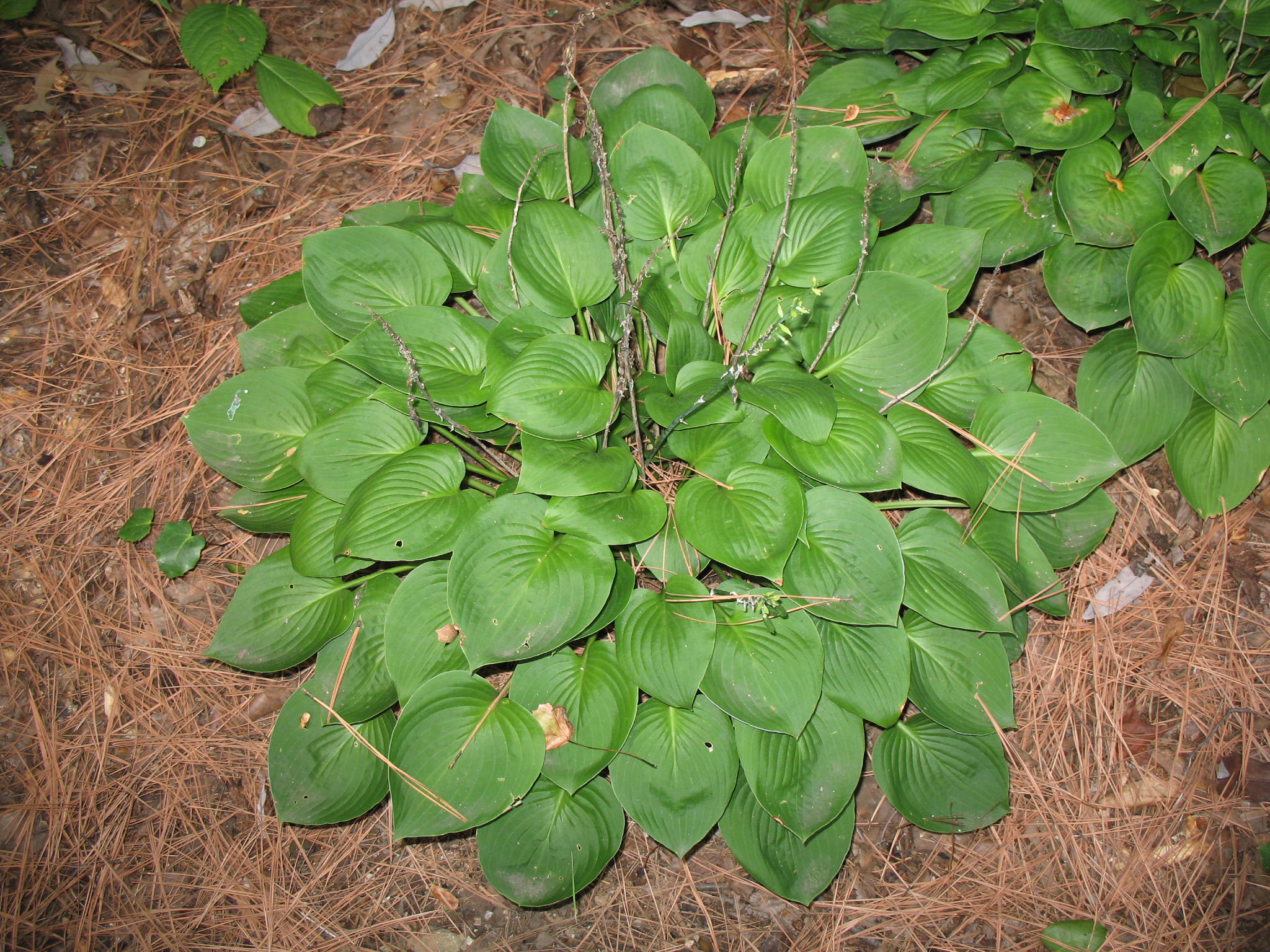 Hosta 'Blue Cadet'   / Hosta 'Blue Cadet'  