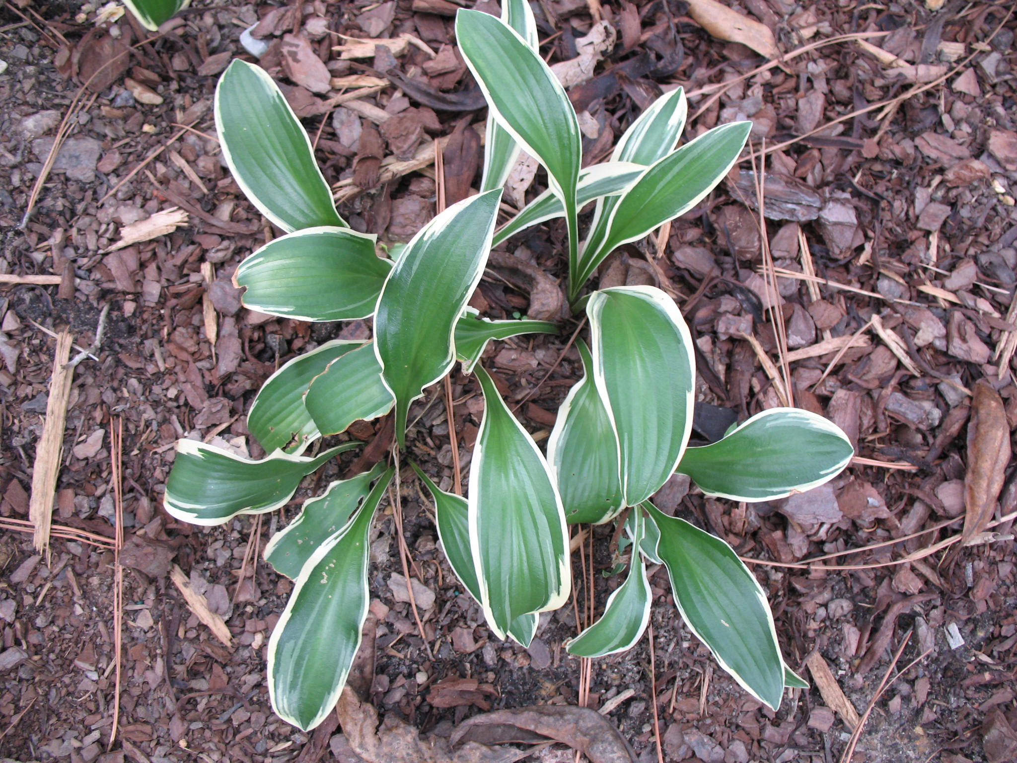 Hosta 'Bold Ribbons'   / Hosta 'Bold Ribbons'  