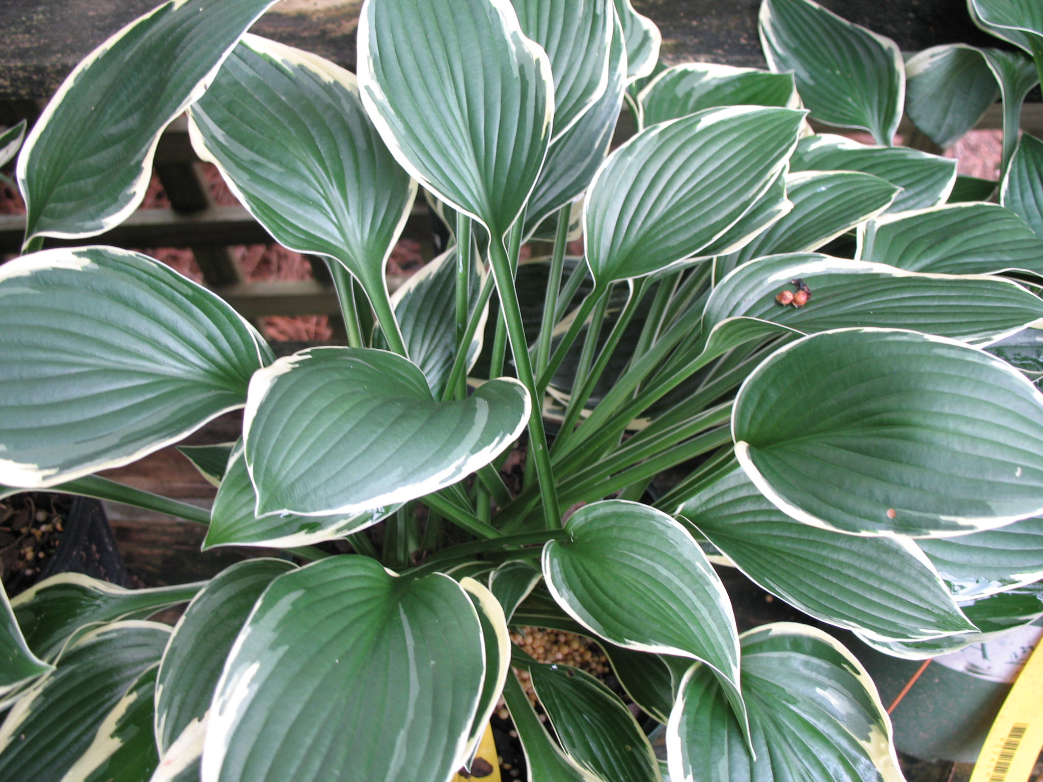 Hosta 'Francee'   / Hosta 'Francee'  