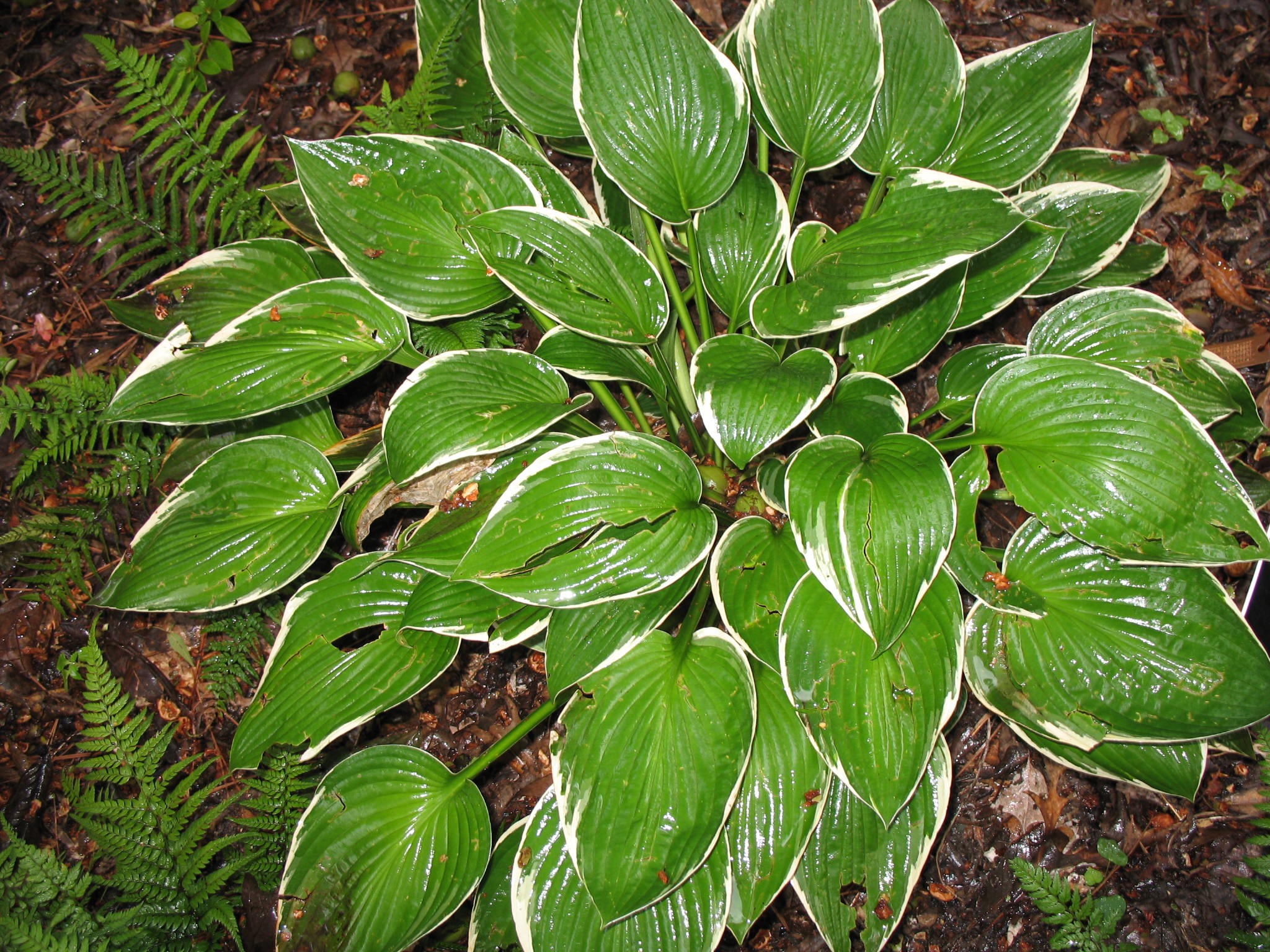 Hosta 'Ginkgo Craig'  / Hosta 'Ginkgo Craig' 