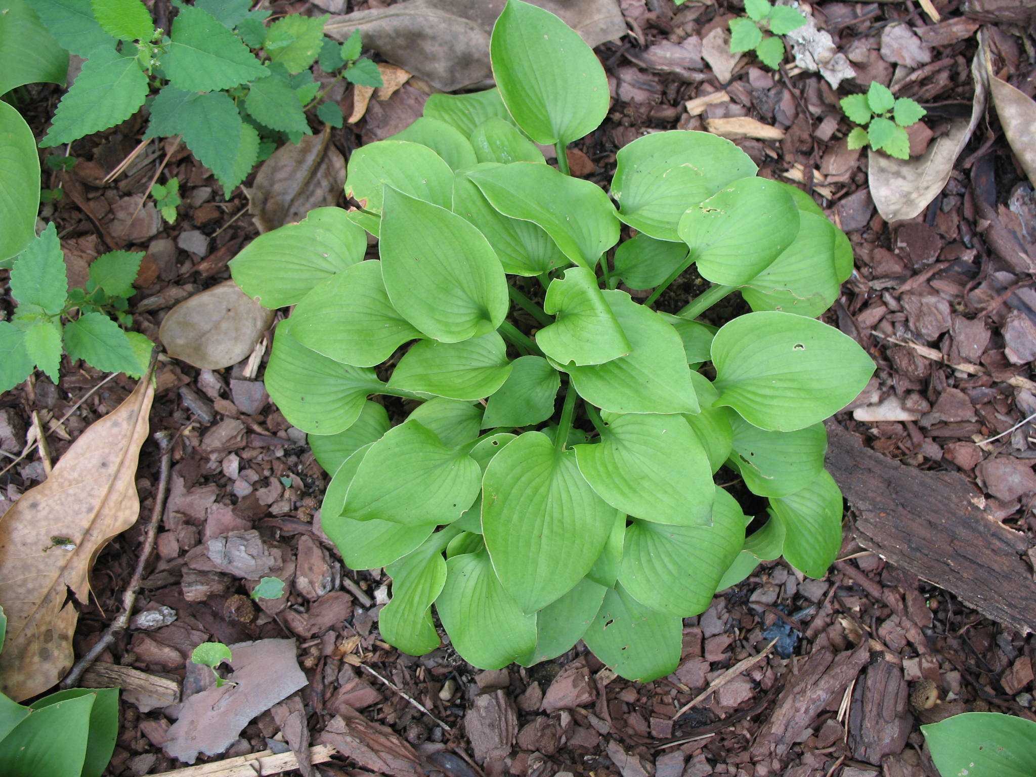 Hosta 'Gold Drop'  / Gold Drop Hosta