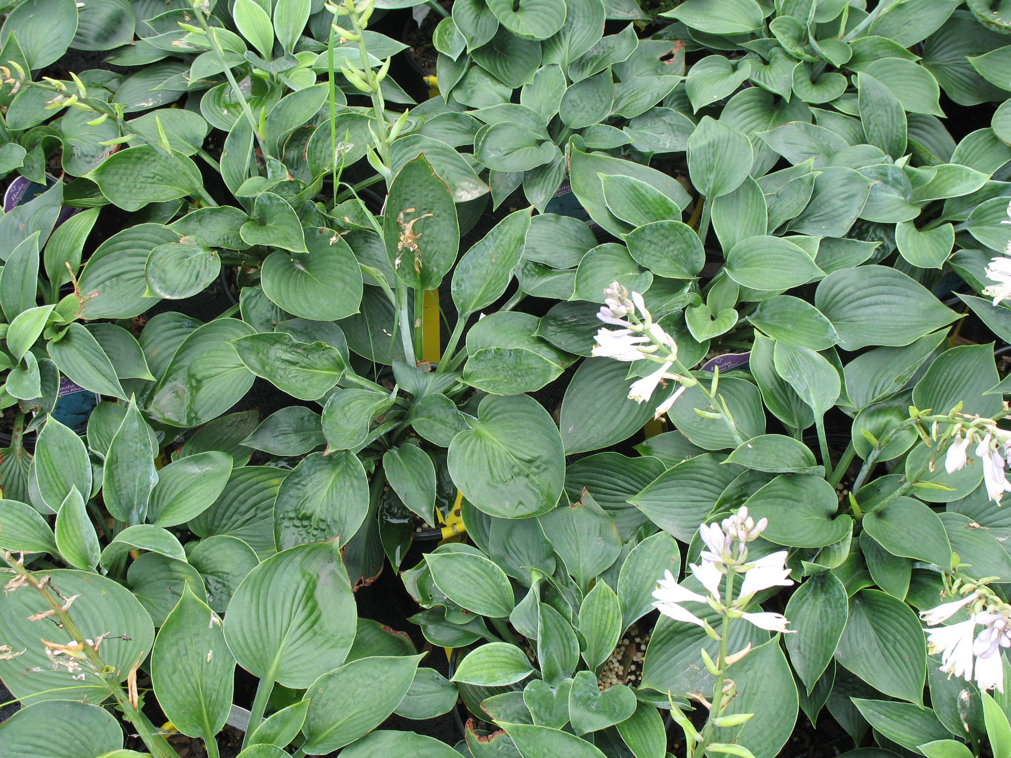 Hosta 'Hadspen Blue'   / Hosta 'Hadspen Blue'  