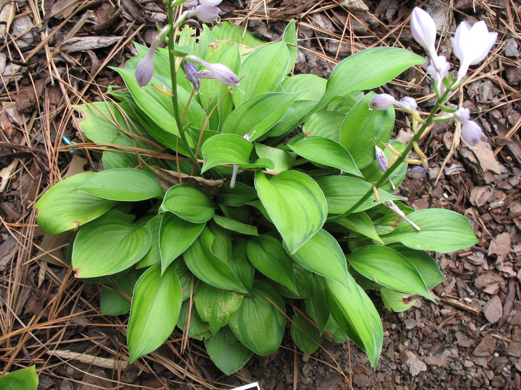 Hosta 'Janet'   / Janet Hosta