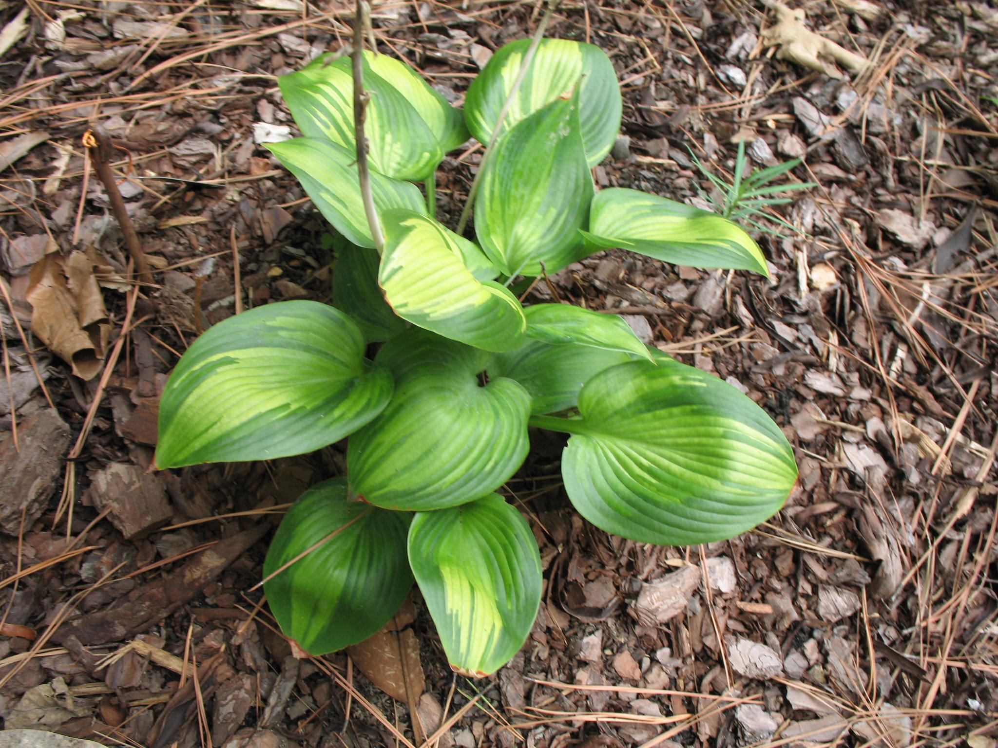 Hosta 'June'   / Hosta 'June'  