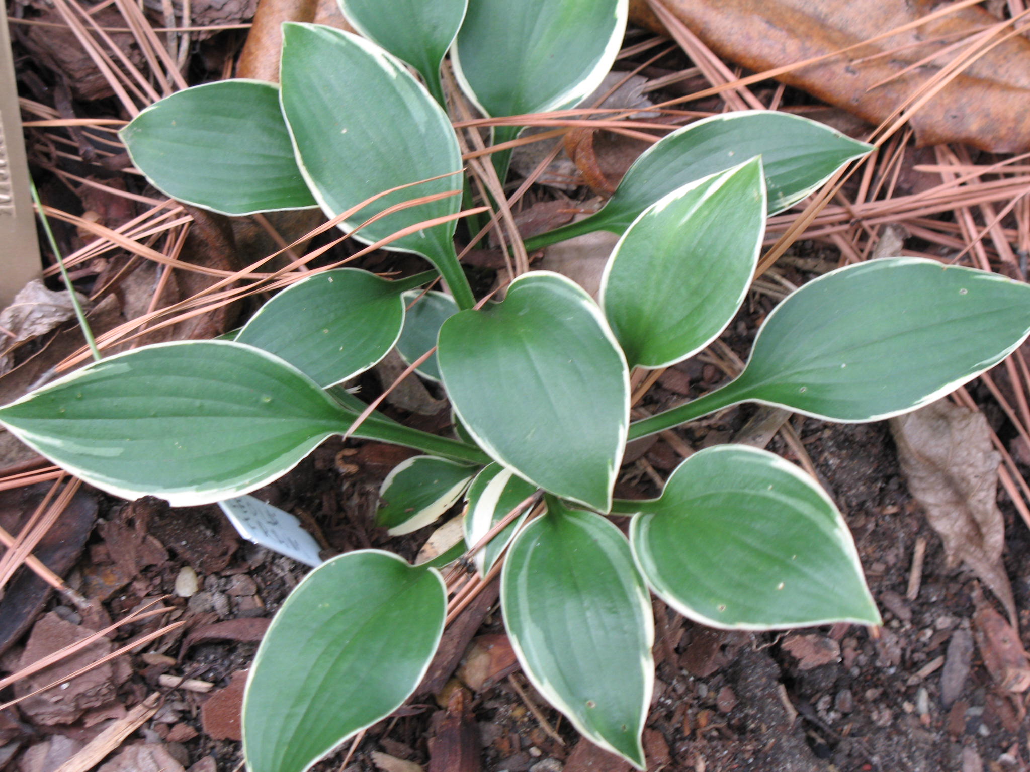 Hosta 'Leola Fraim'   / Hosta 'Leola Fraim'  