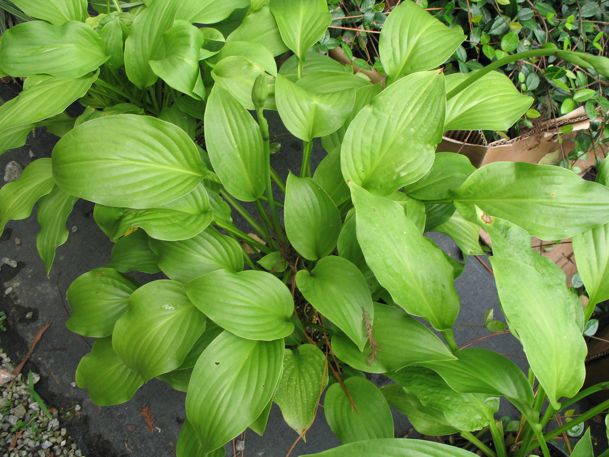 Hosta 'Royal Standard'  / Hosta 'Royal Standard' 