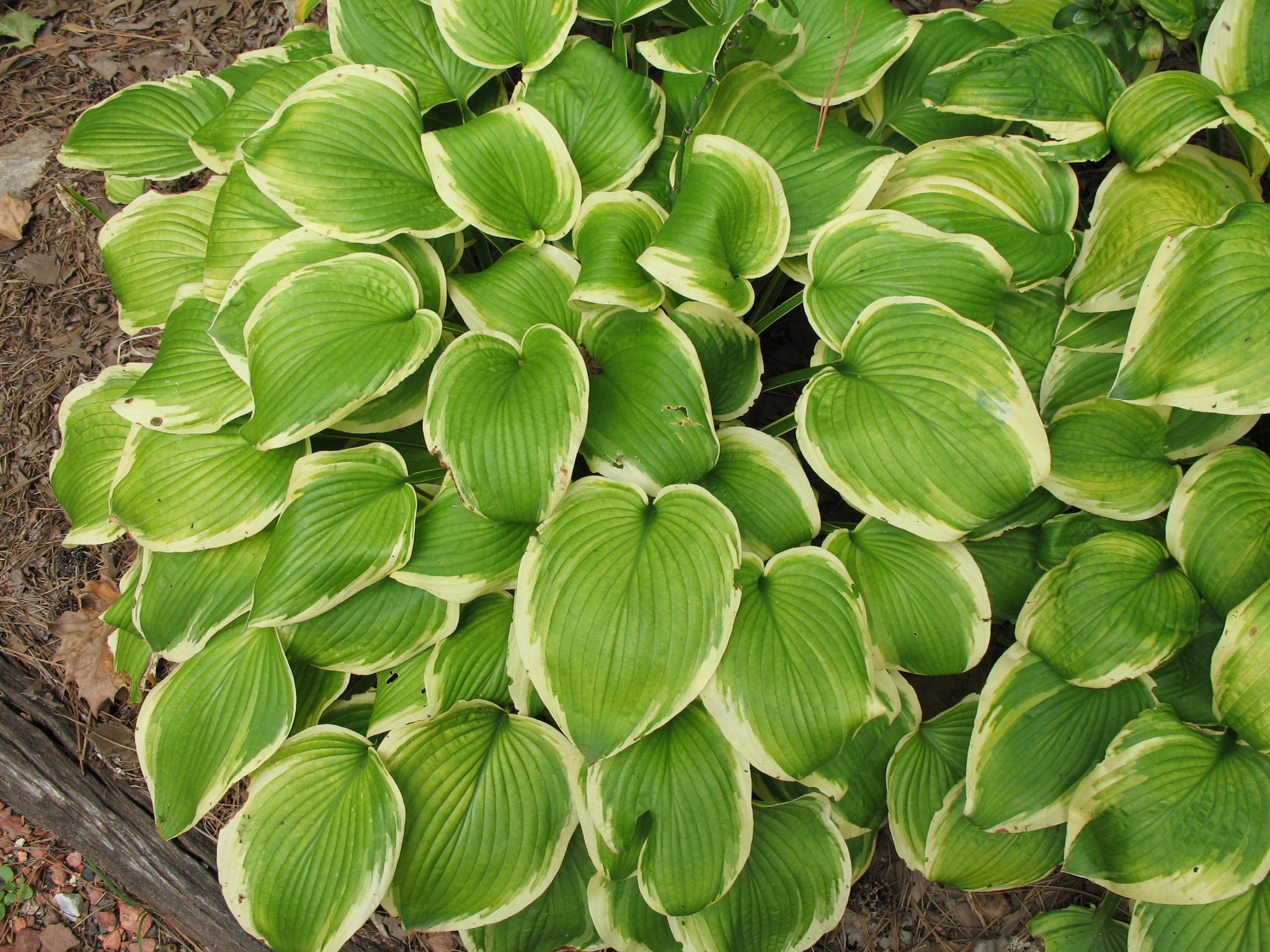 Hosta 'Shade Fanfare'   / Hosta 'Shade Fanfare'  