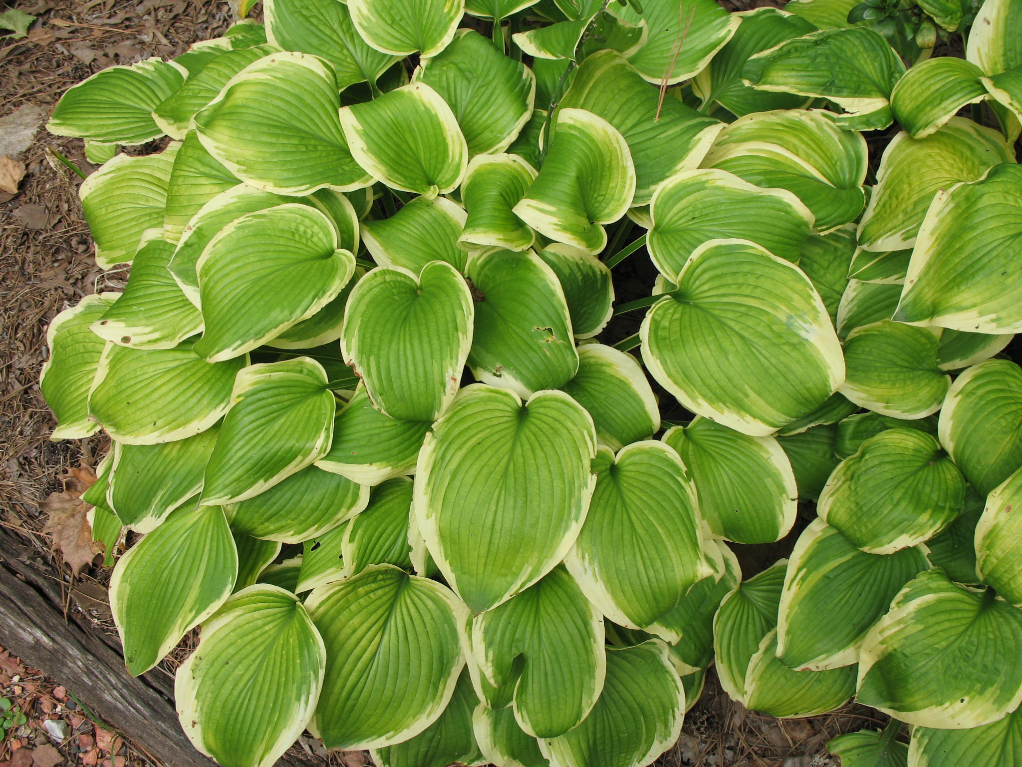 Hosta 'Shade Fanfare'   / Shade Fanfare Hosta