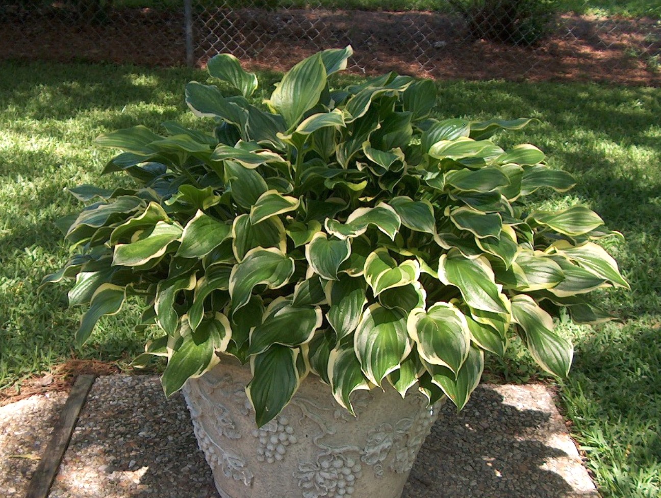 Hosta 'So Sweet' / Hosta 'So Sweet'