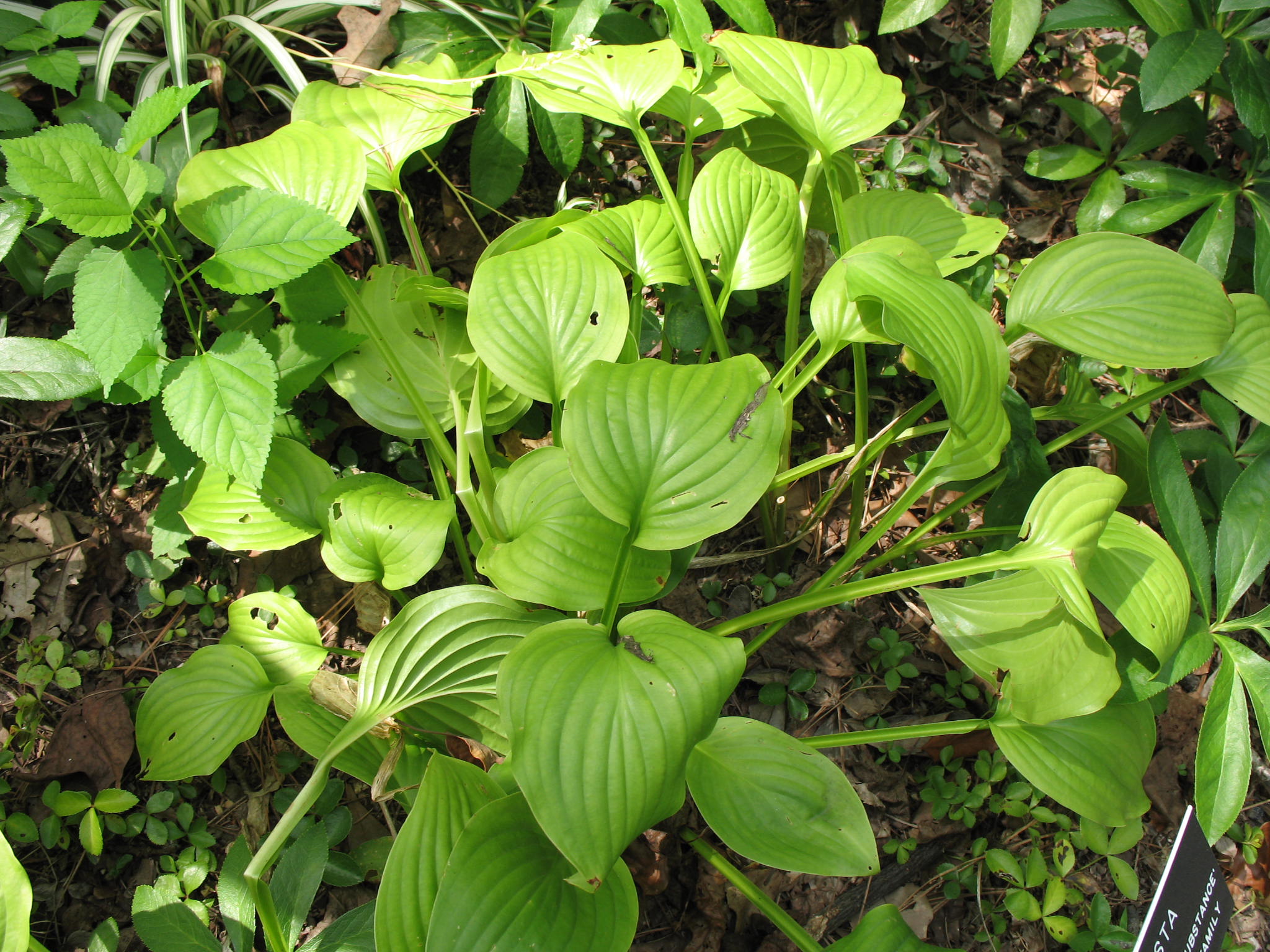 Hosta 'Sum and Substance'   / Sum and Substance Hosta