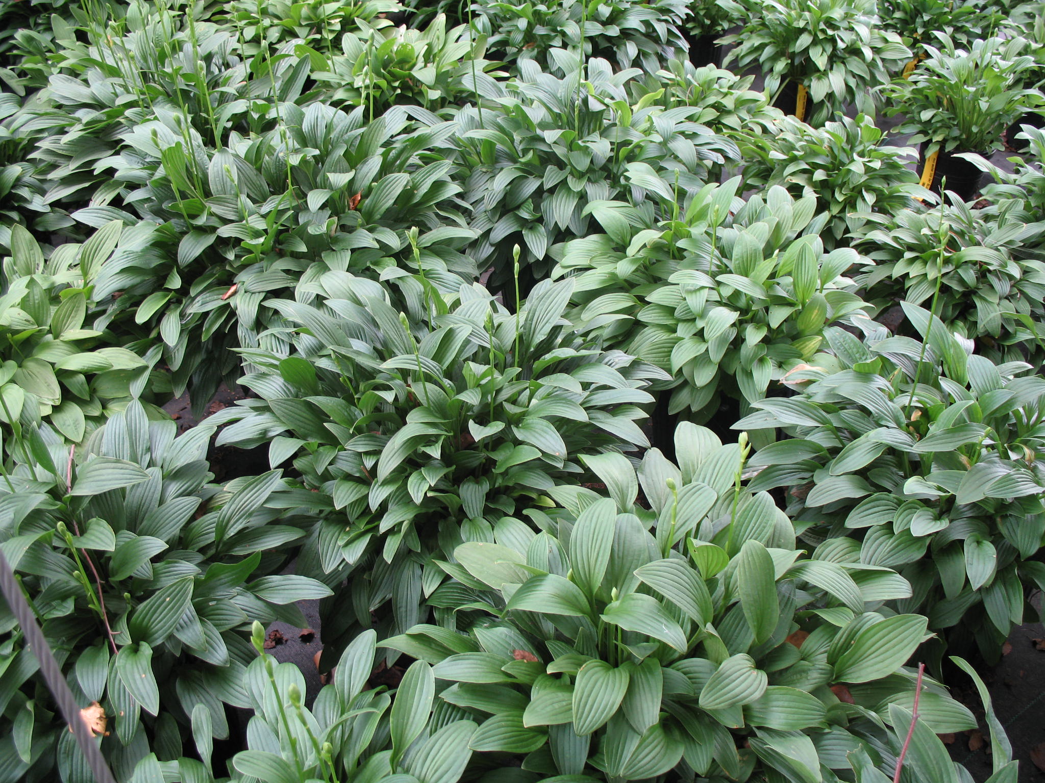 Hosta lancifolia 'Little Dart'   / Little Dart Hosta