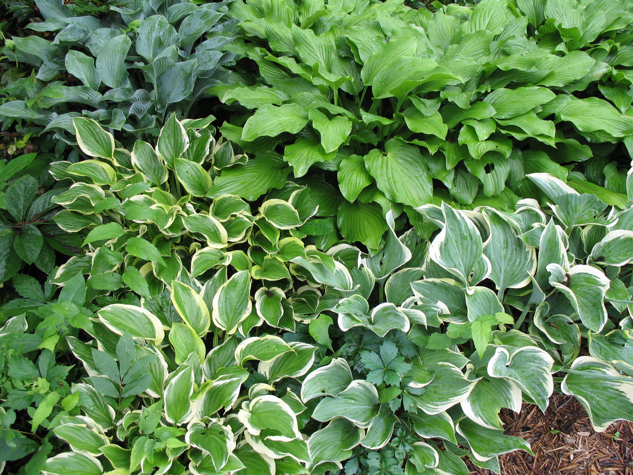 Hosta species / Hosta species