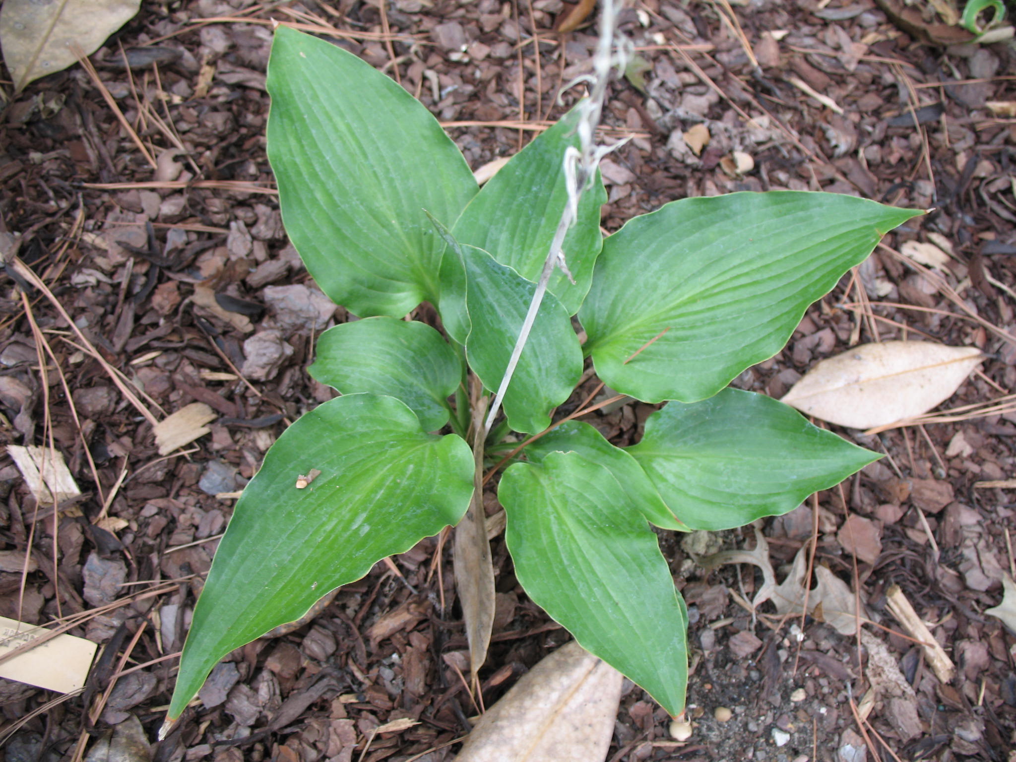 Hosta 'Barbara May'   / Hosta 'Barbara May'  