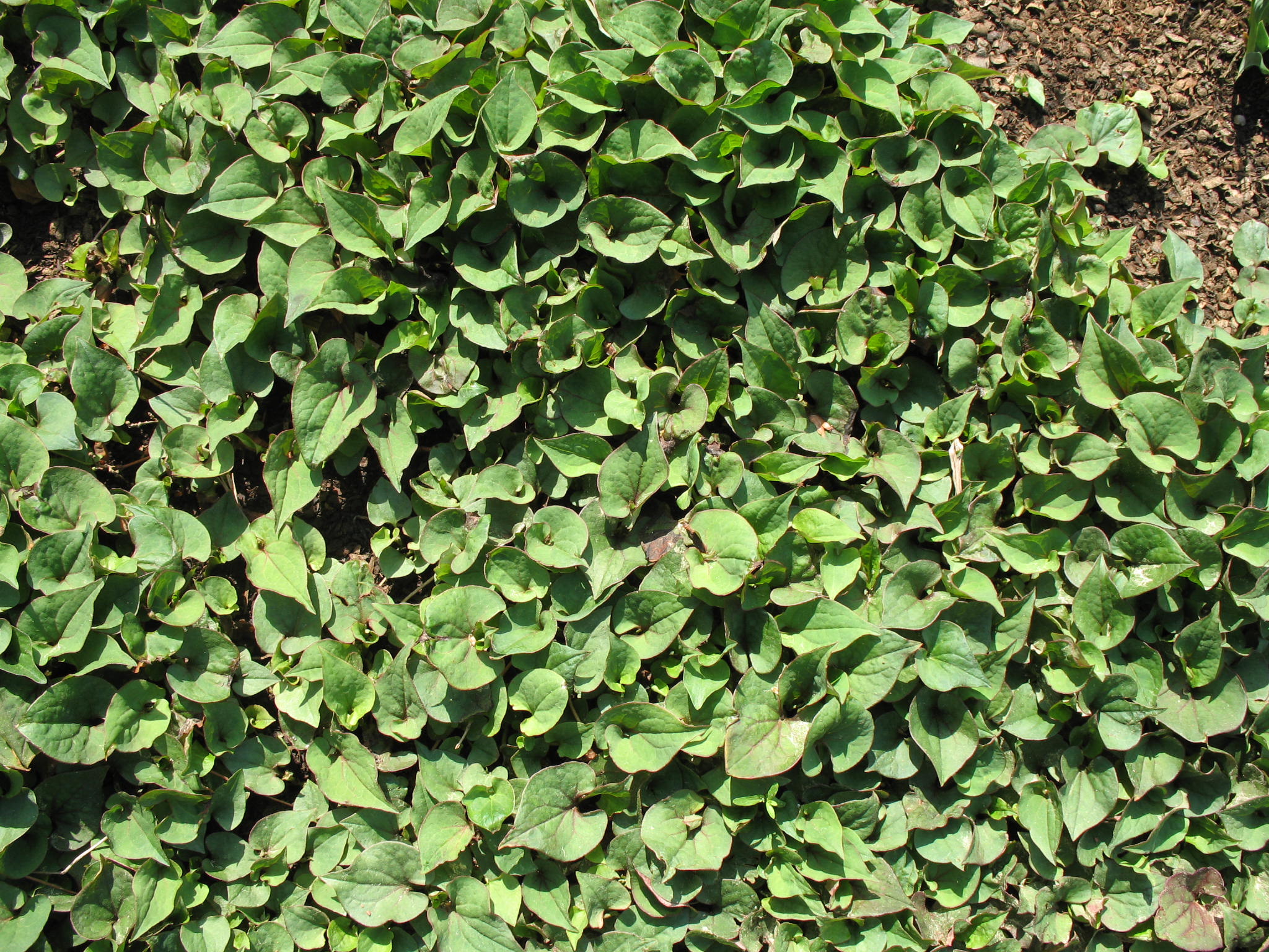 Houttuynia cordata     / Houttuynia cordata    