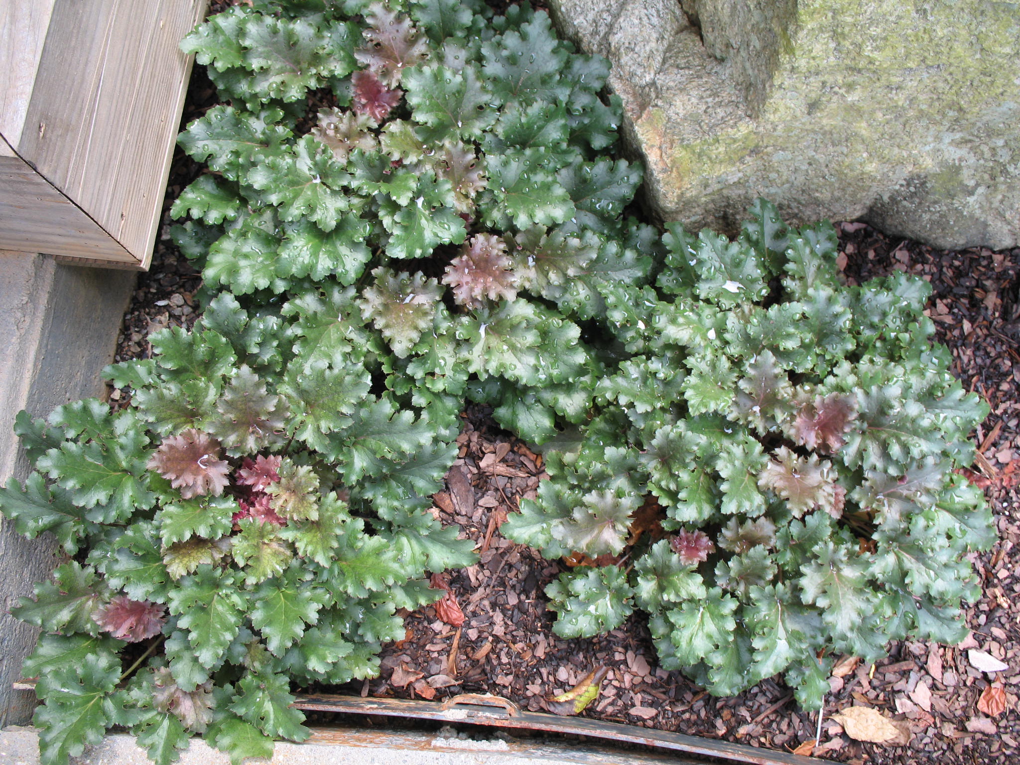 Heuchera americana 'Cafe Ole'   / Café Ole Huchera